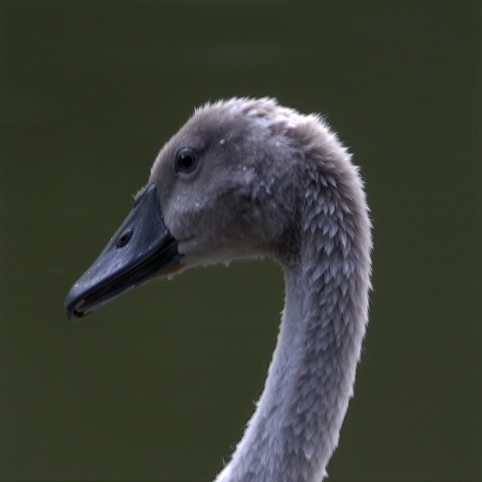 cygnet-portrait-east-hampton-new- york.jpg