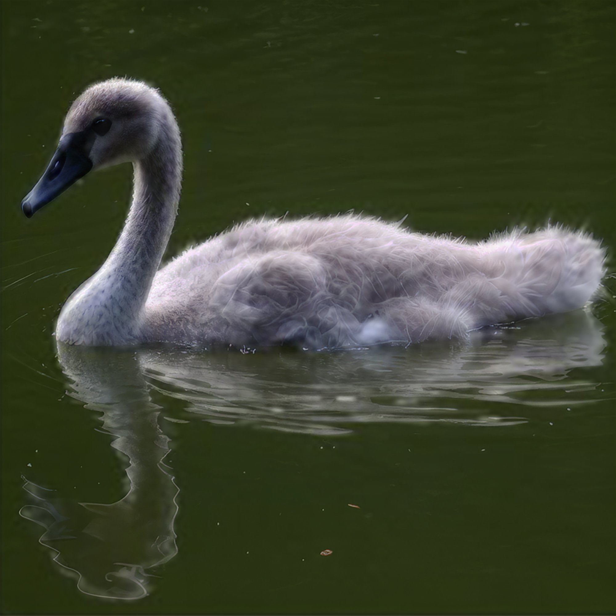 being born in a duck yard only matters
