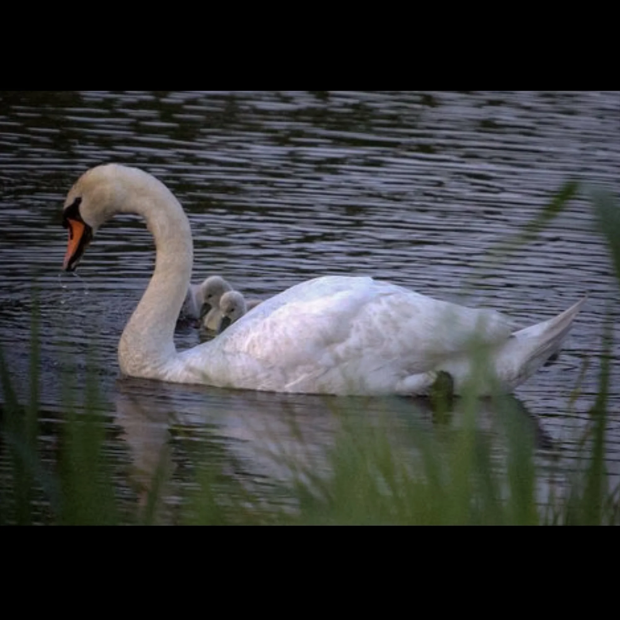 swan-cygnets-east-hampton-ny.jpg