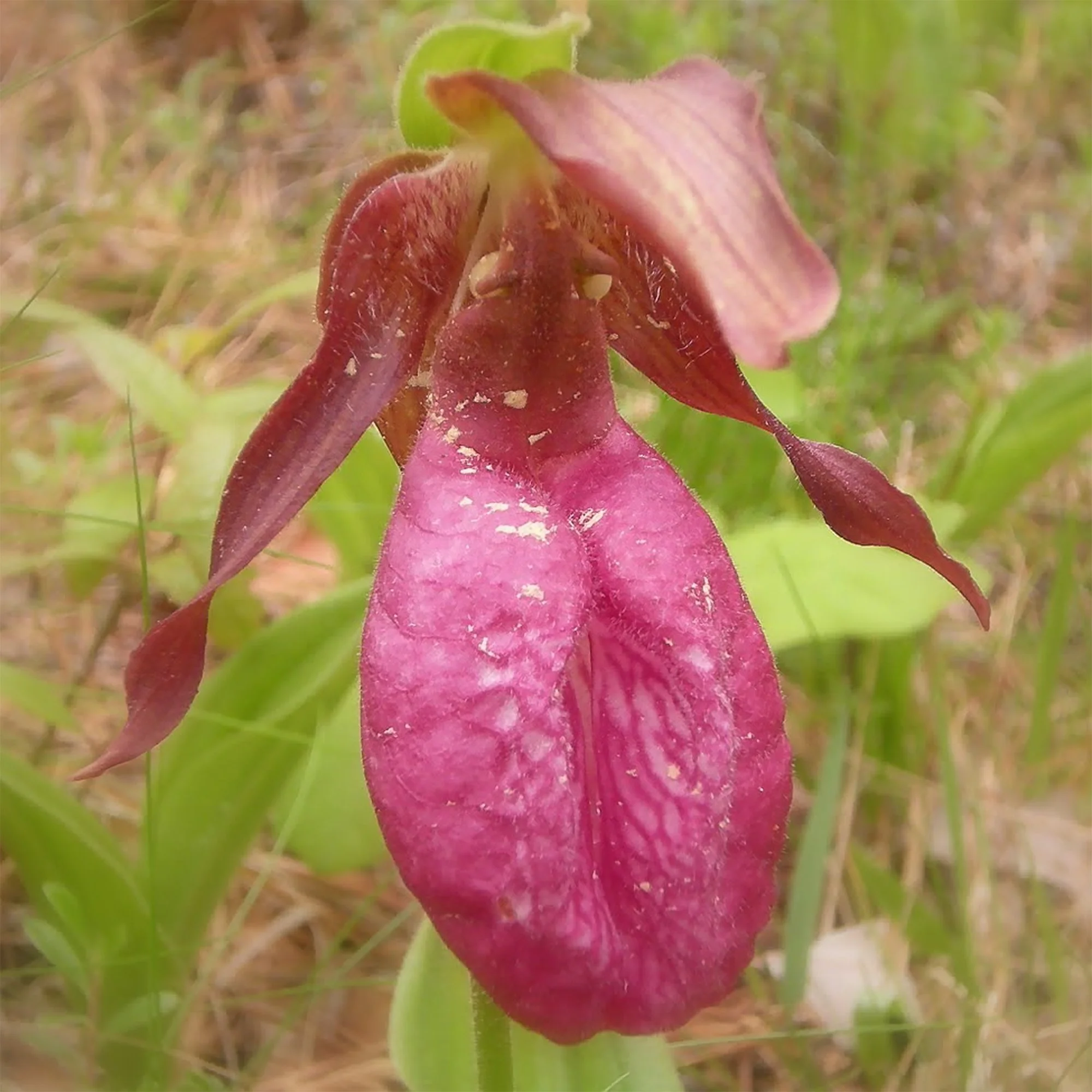 lady-slipper-lazy-point-ny.jpg