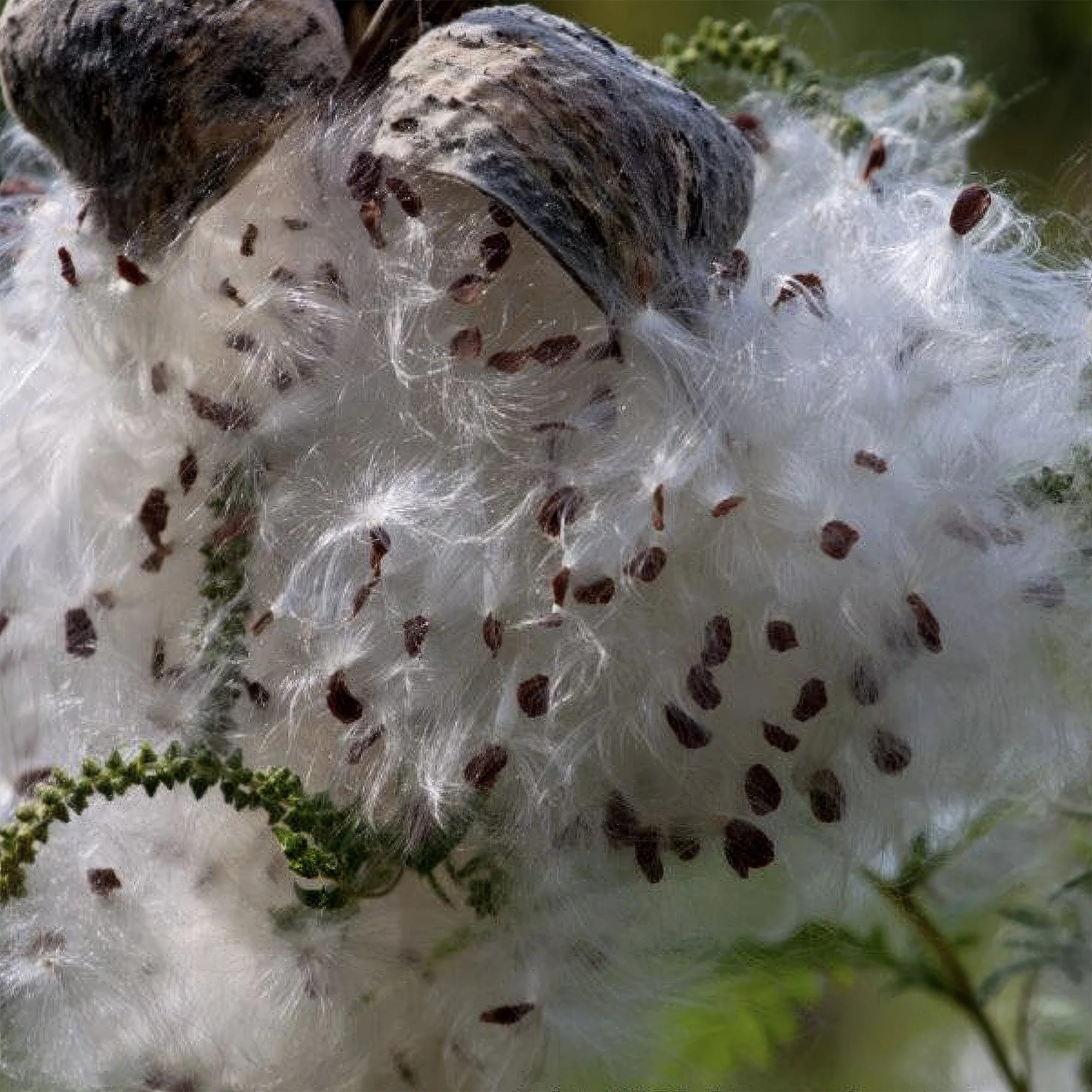 milkweed, east hampton, ny