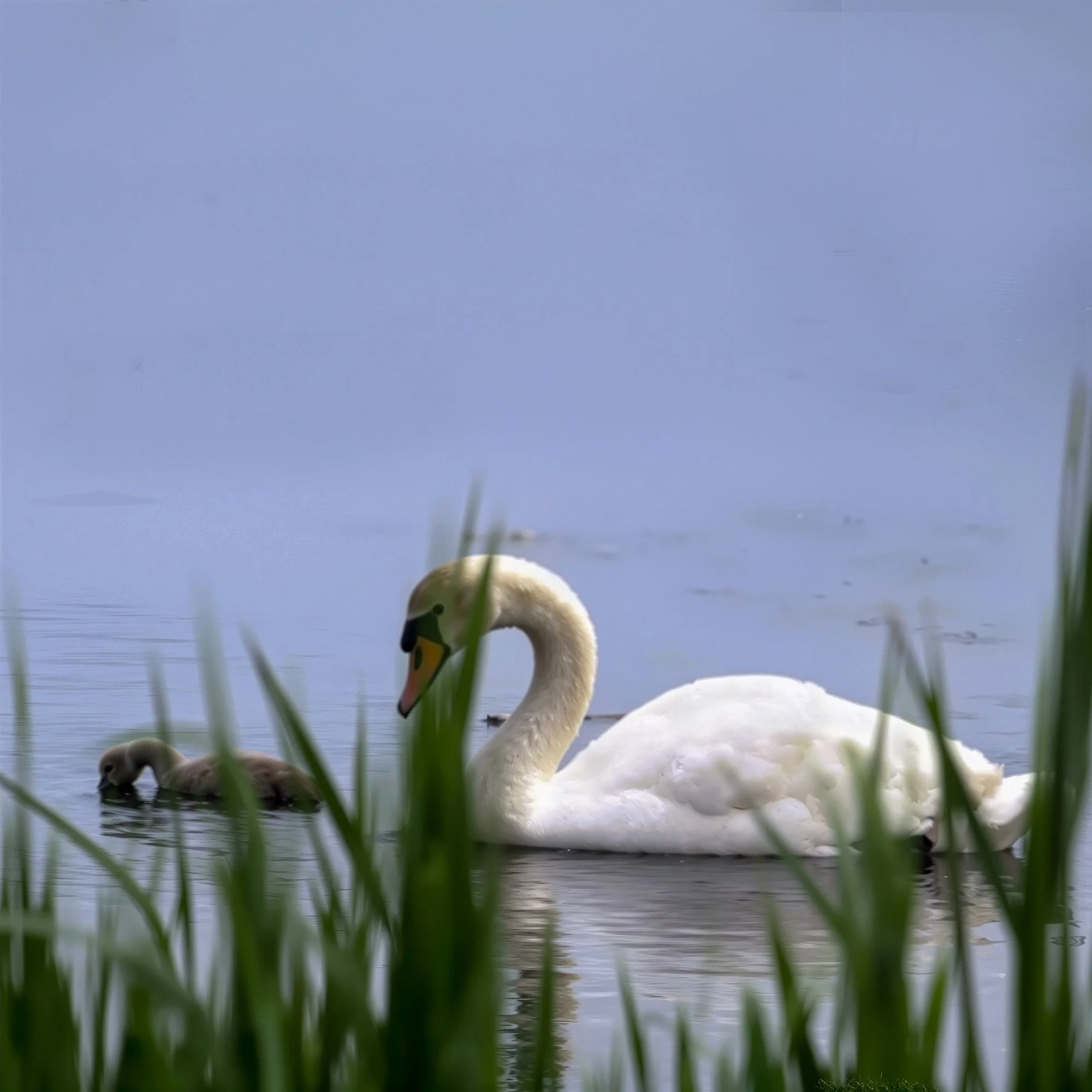 swan-cygnet-lunchtime-east-hampton-ny.jpg