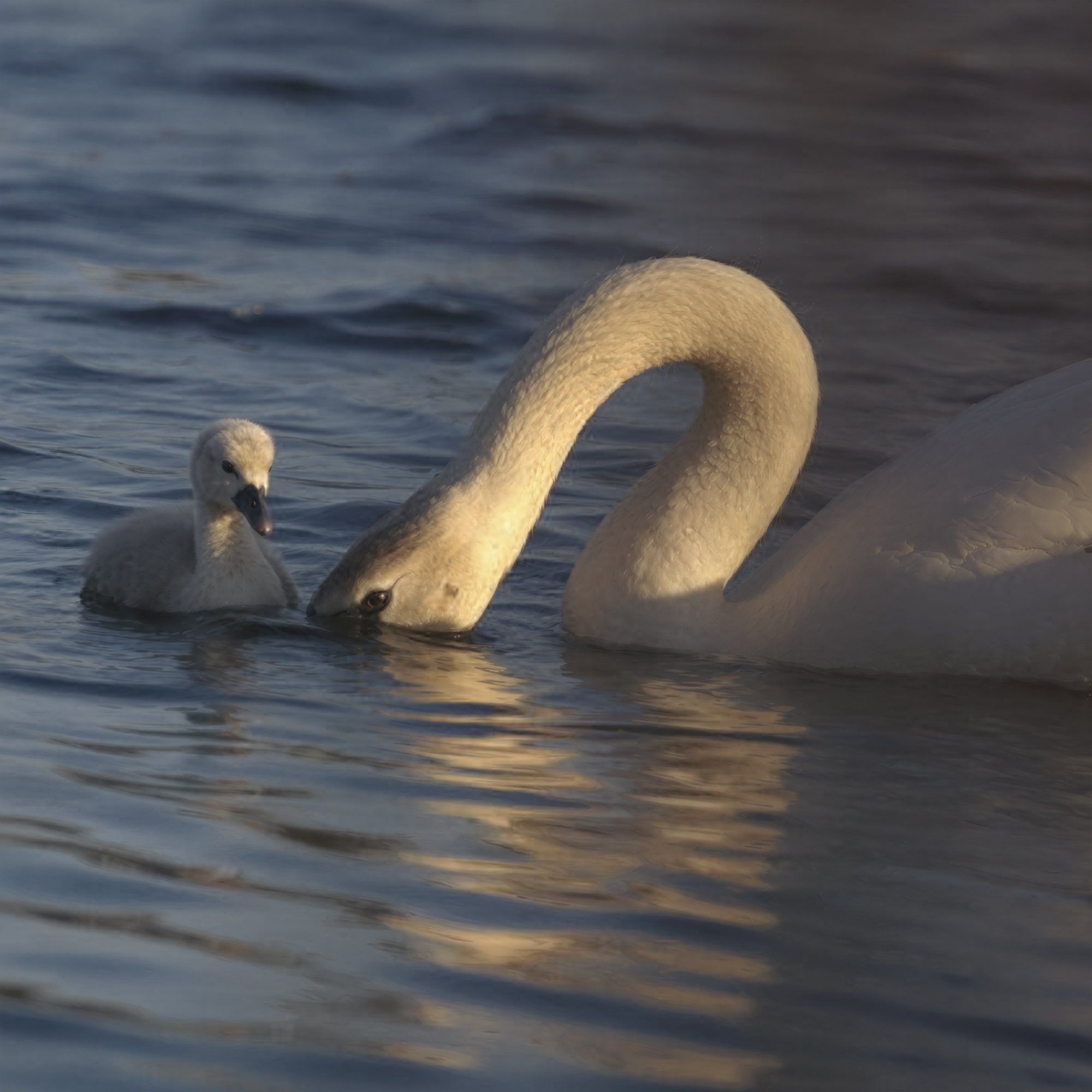 swan-cygnet-sunset-east-hampton-ny.jpg