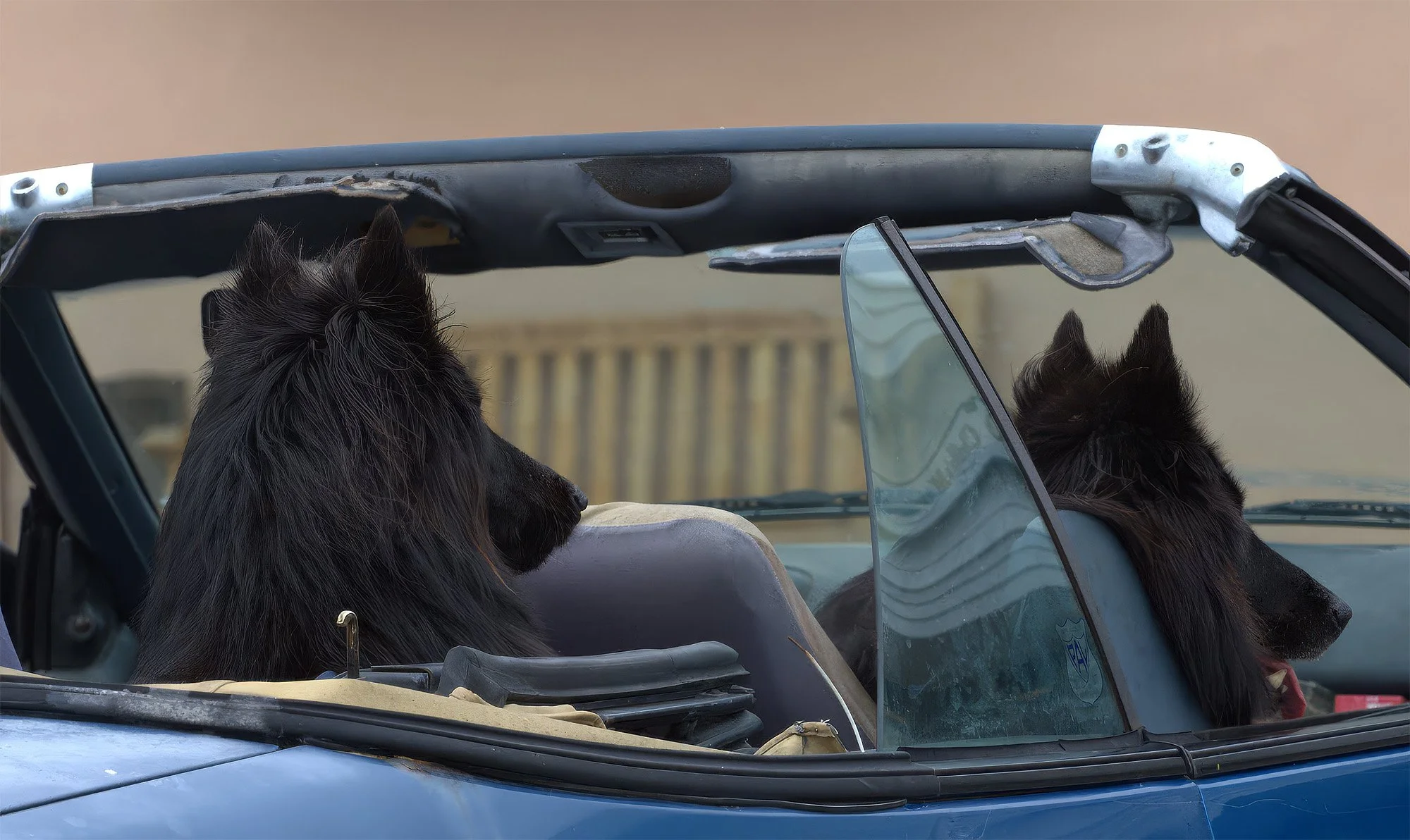 2 dogs driving in a convertable