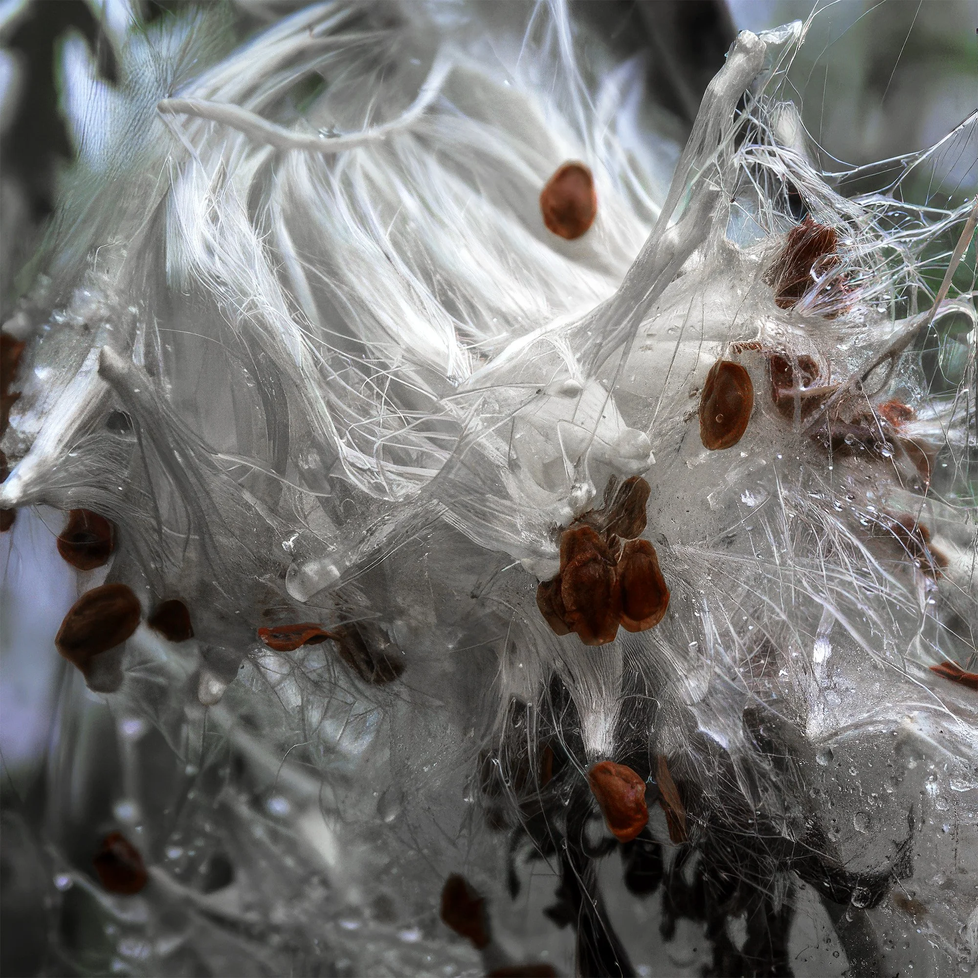 milkweed, east hampton, ny