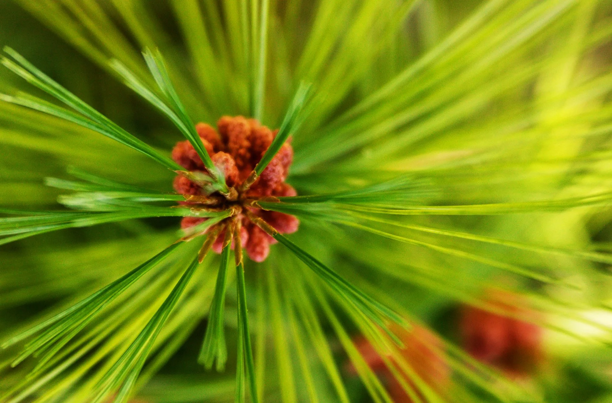 close up of pine needles and pine cone