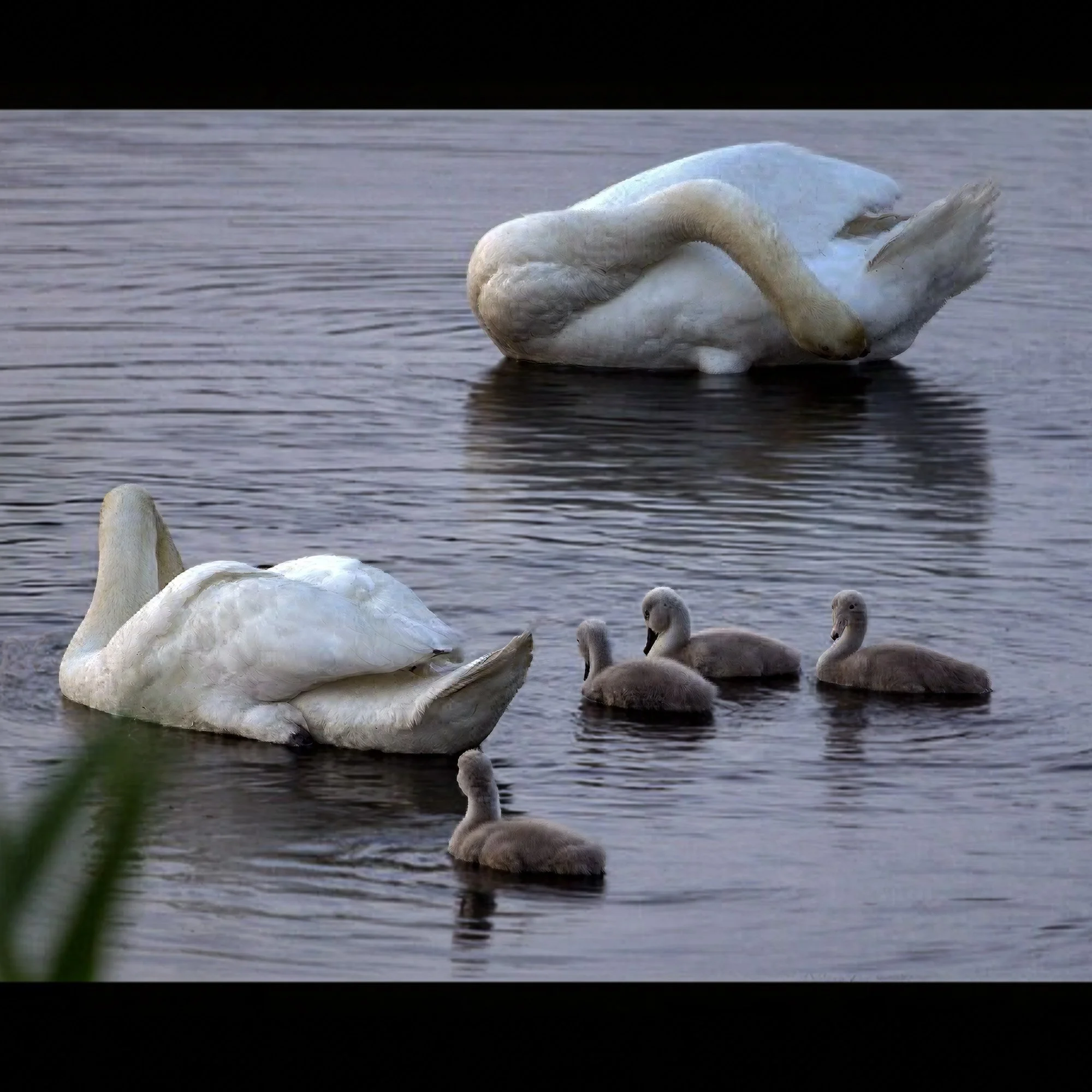 two-swans-four-cygnets-east-hampton-ny.jpg