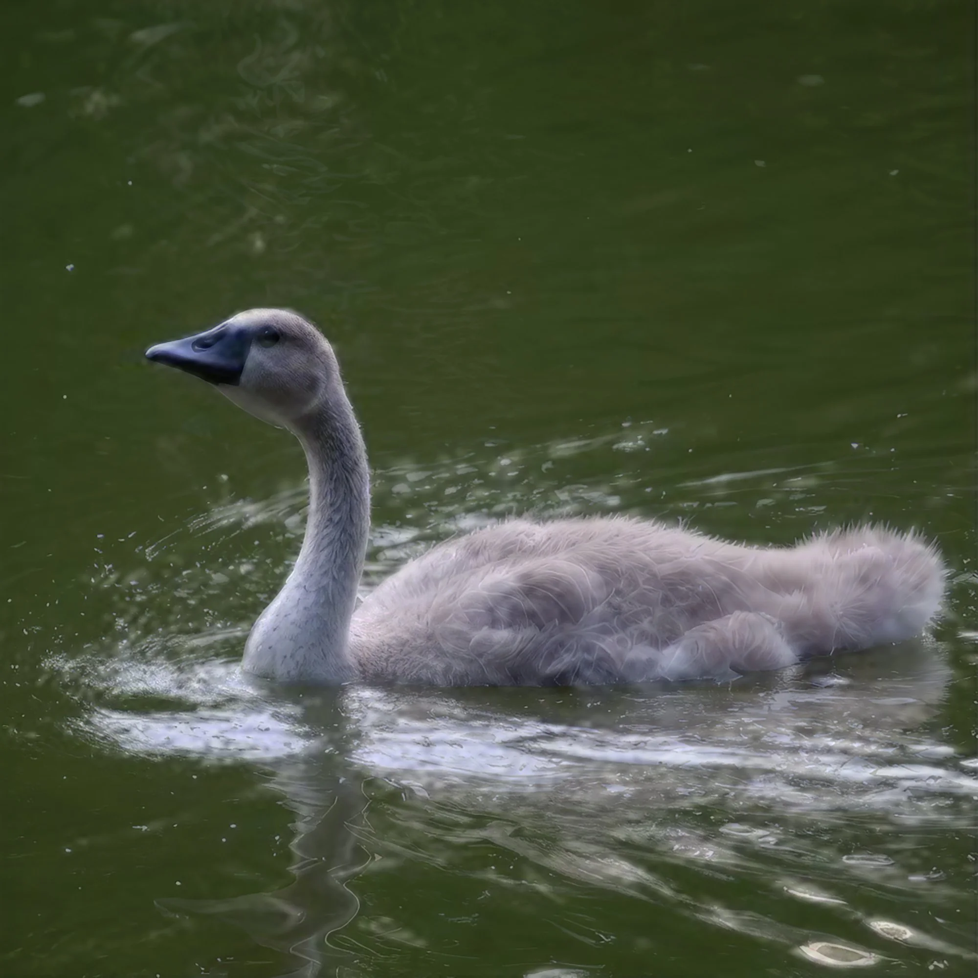 cygnet-3-east-hampton-ny.jpg