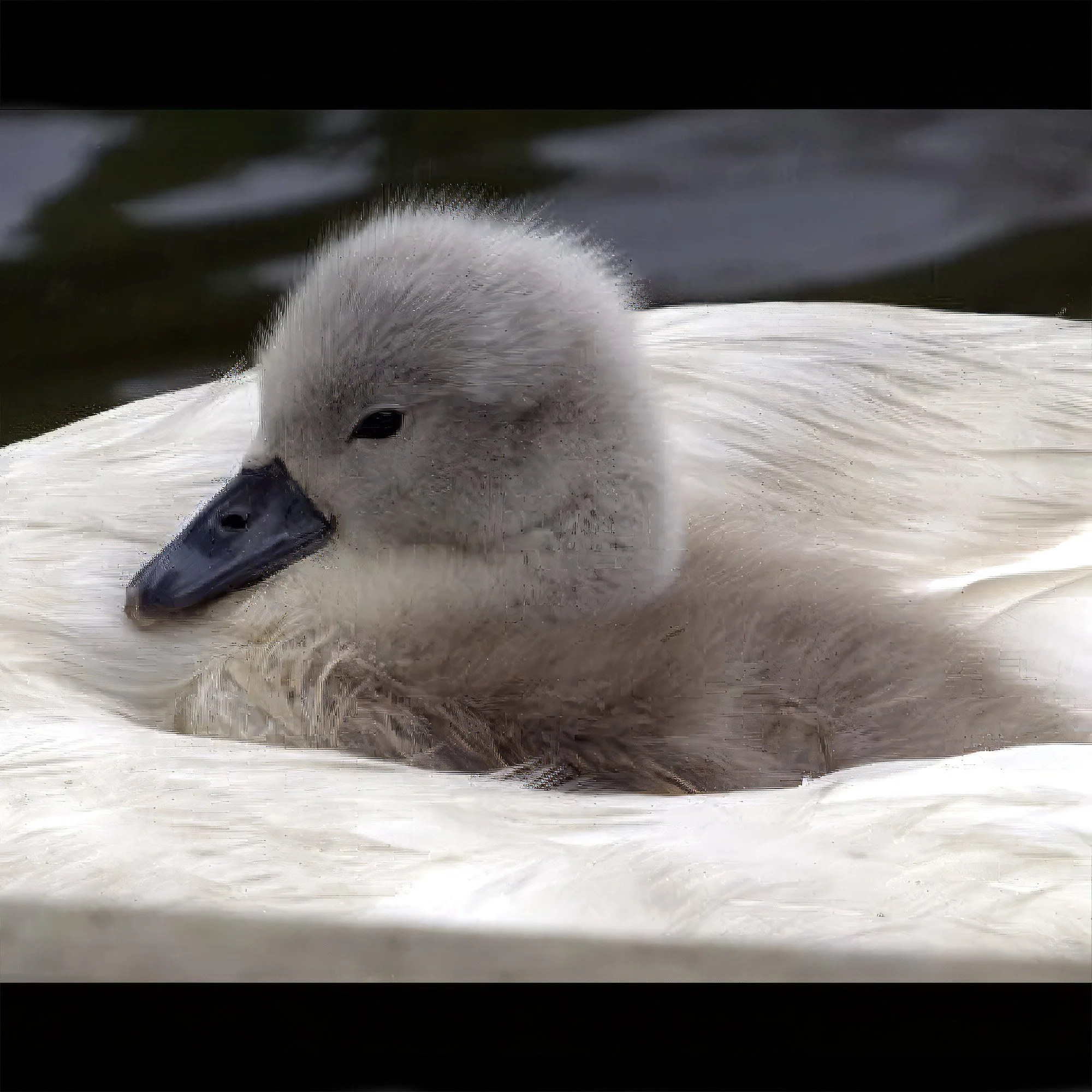 cygnet-riding-along-with-mom-east-hampton-ny.jpg