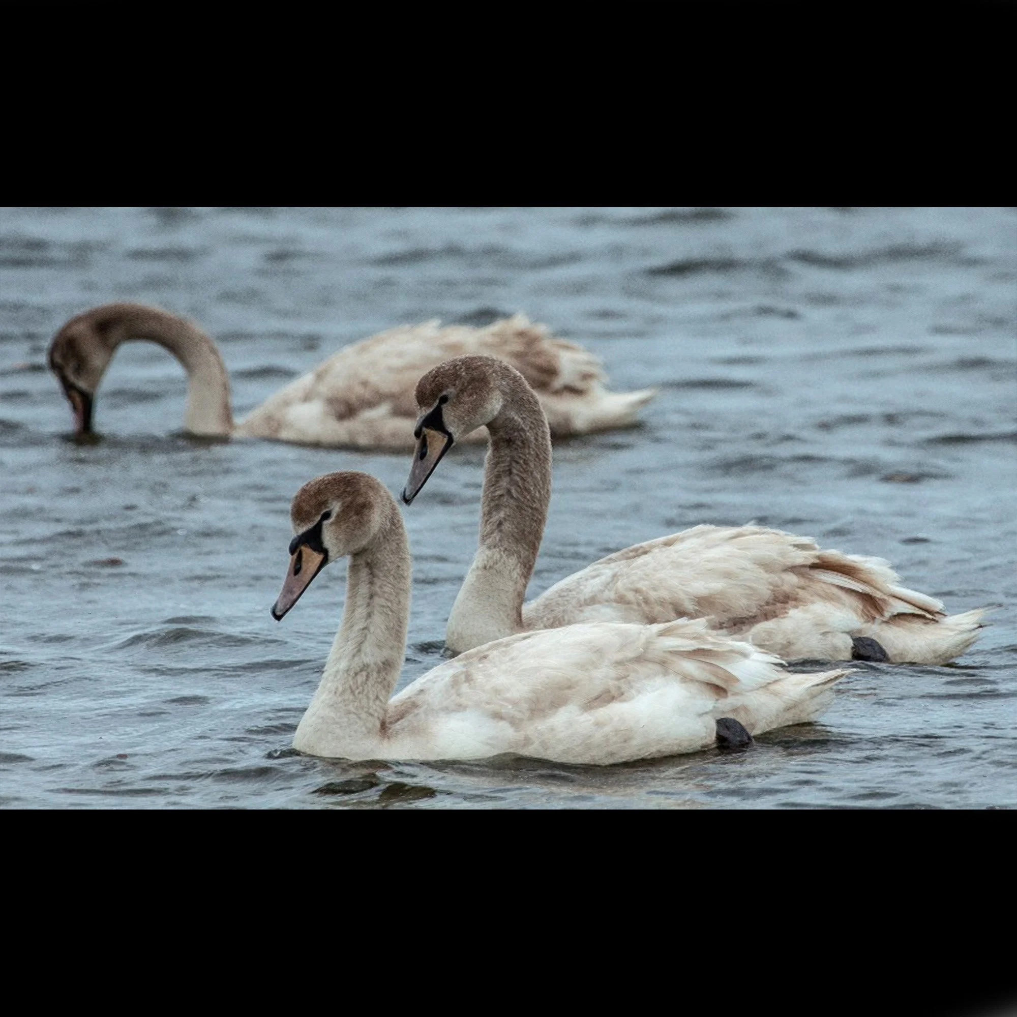 cygnet-siblings-east-hampton-ny.jpg