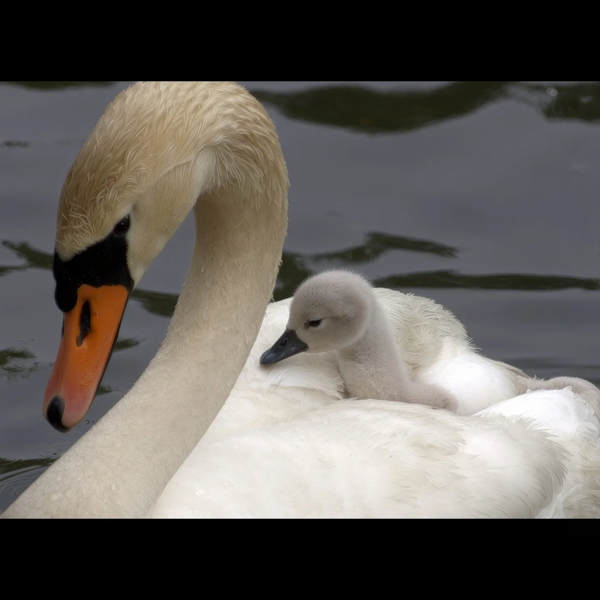 swan-cygnet-riding-east-hampton-ny.jpg