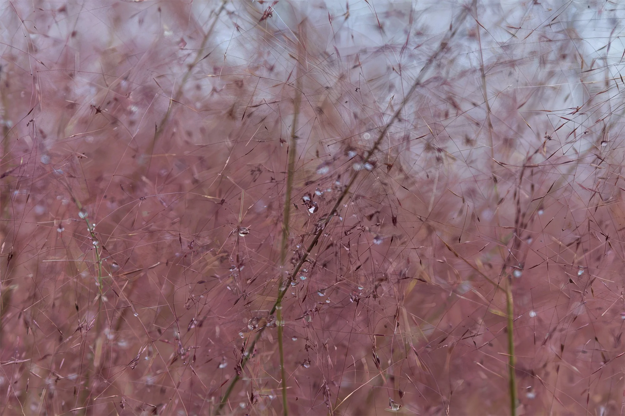 pink raindrops, southampton, ny