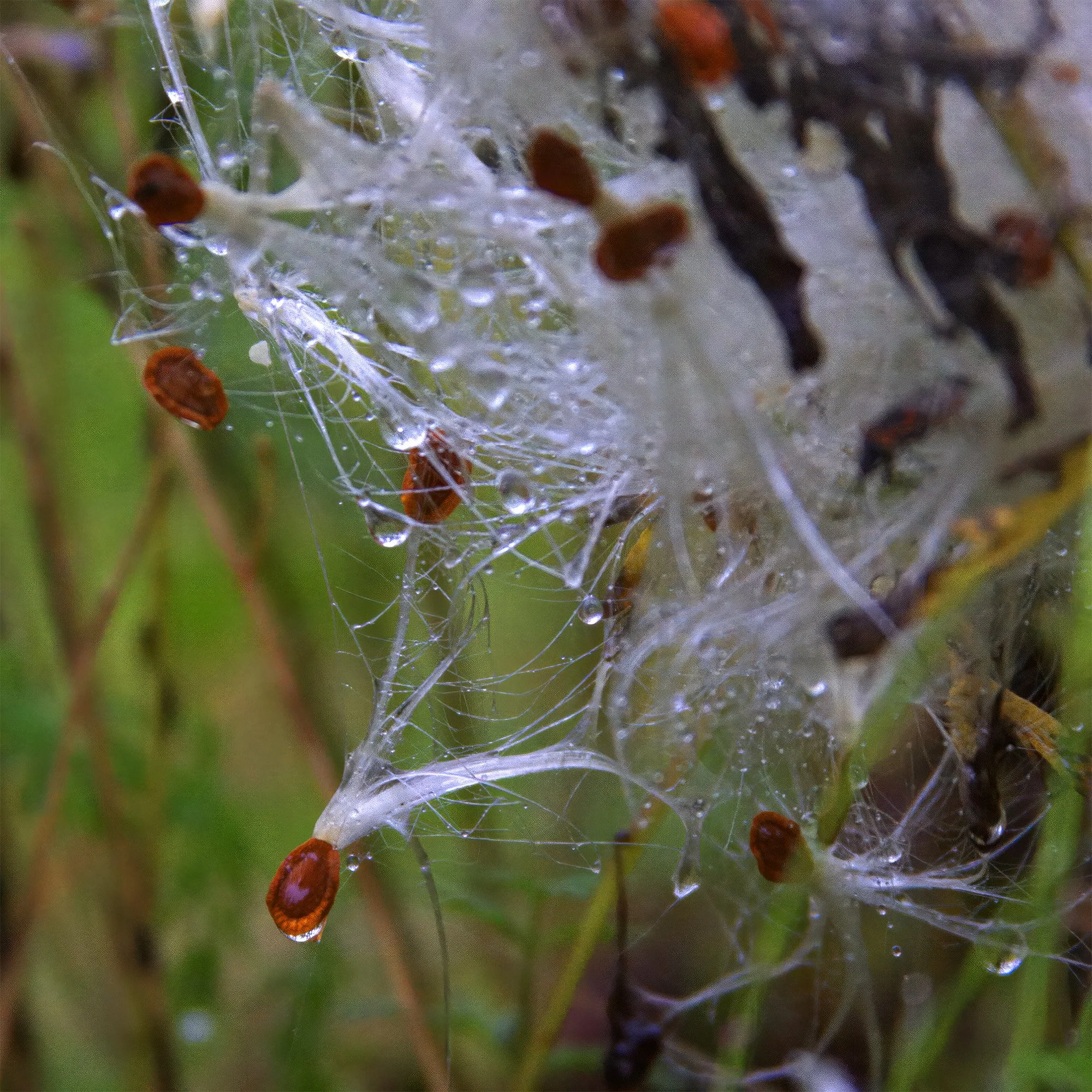 milkweed, east hampton, ny