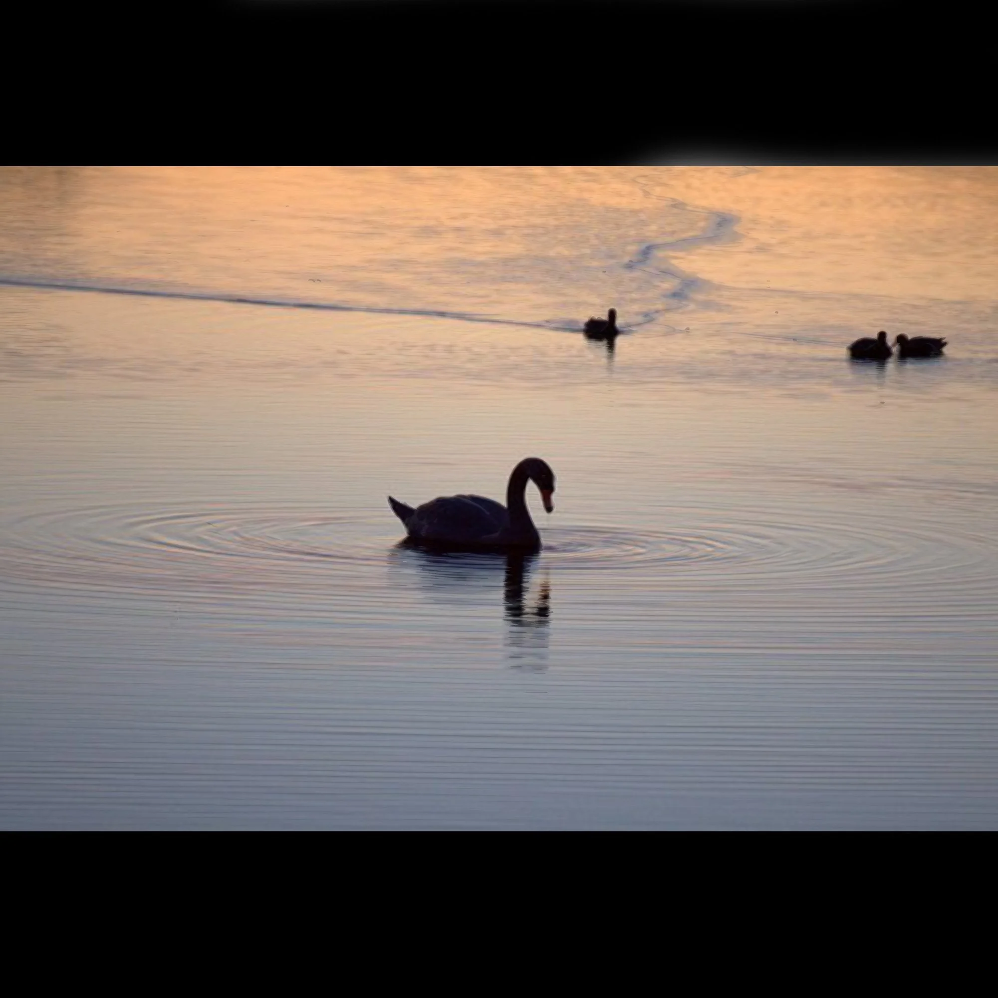 swans-at-sunset-east-hampton-ny.jpg