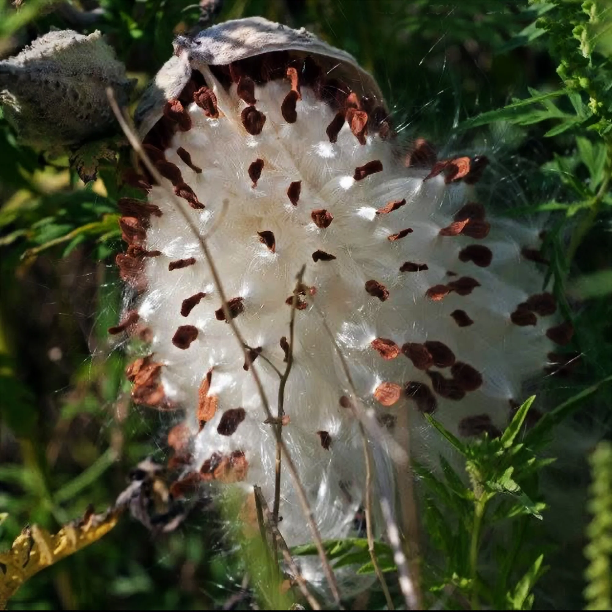 milkweed, east hampton, ny