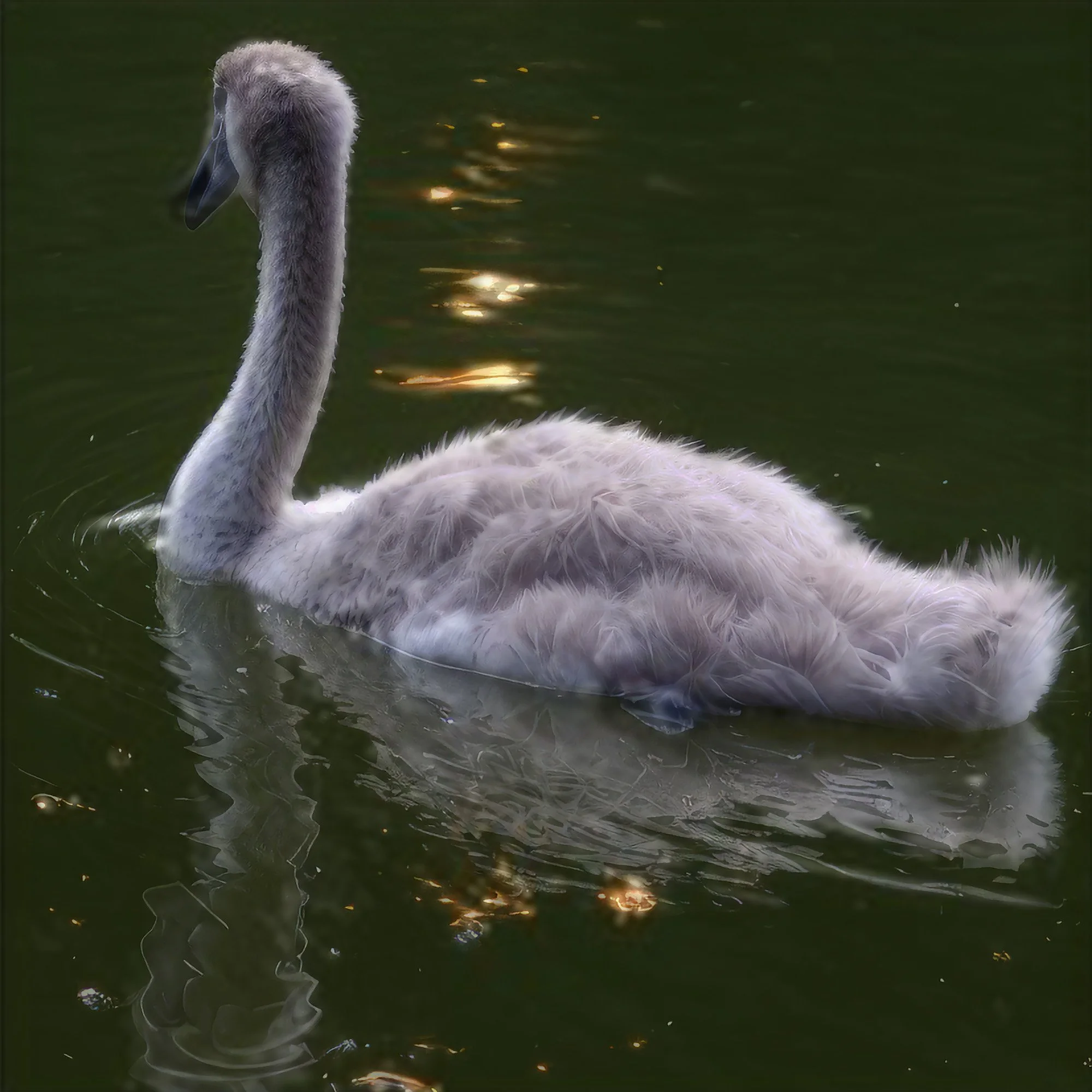 cygnet-2-east-hampton-ny.jpg