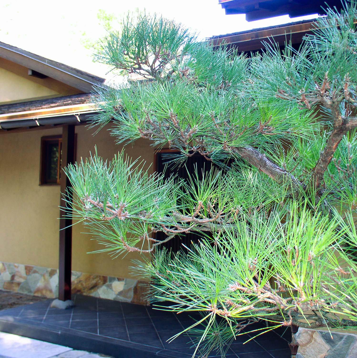 Detail ornamental pruning of Japanese garden pine tree