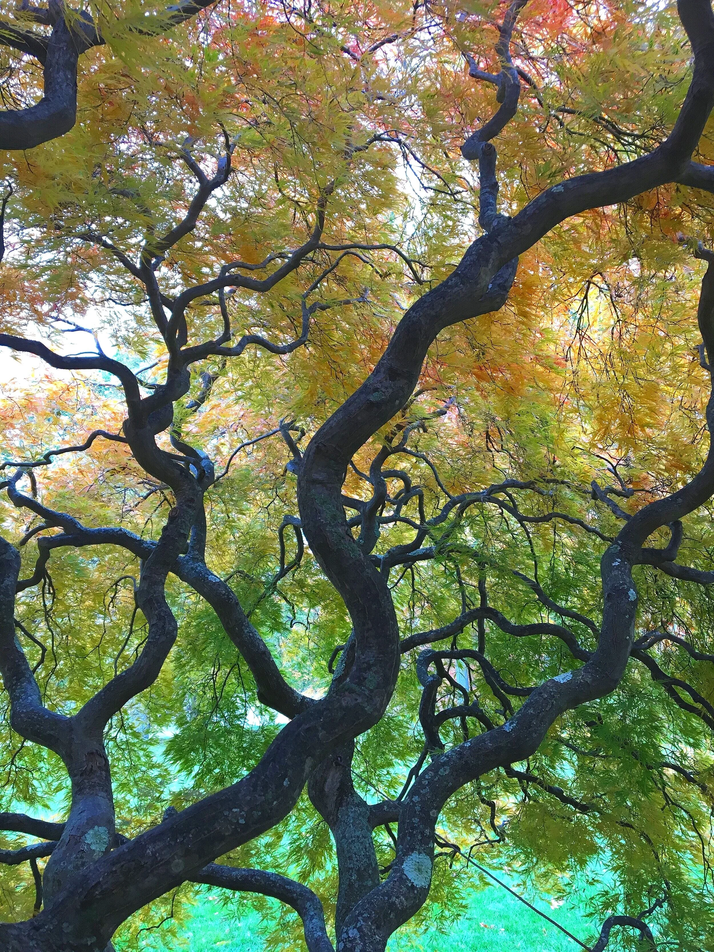 Weeping Japanese maple for Japanese landscape garden