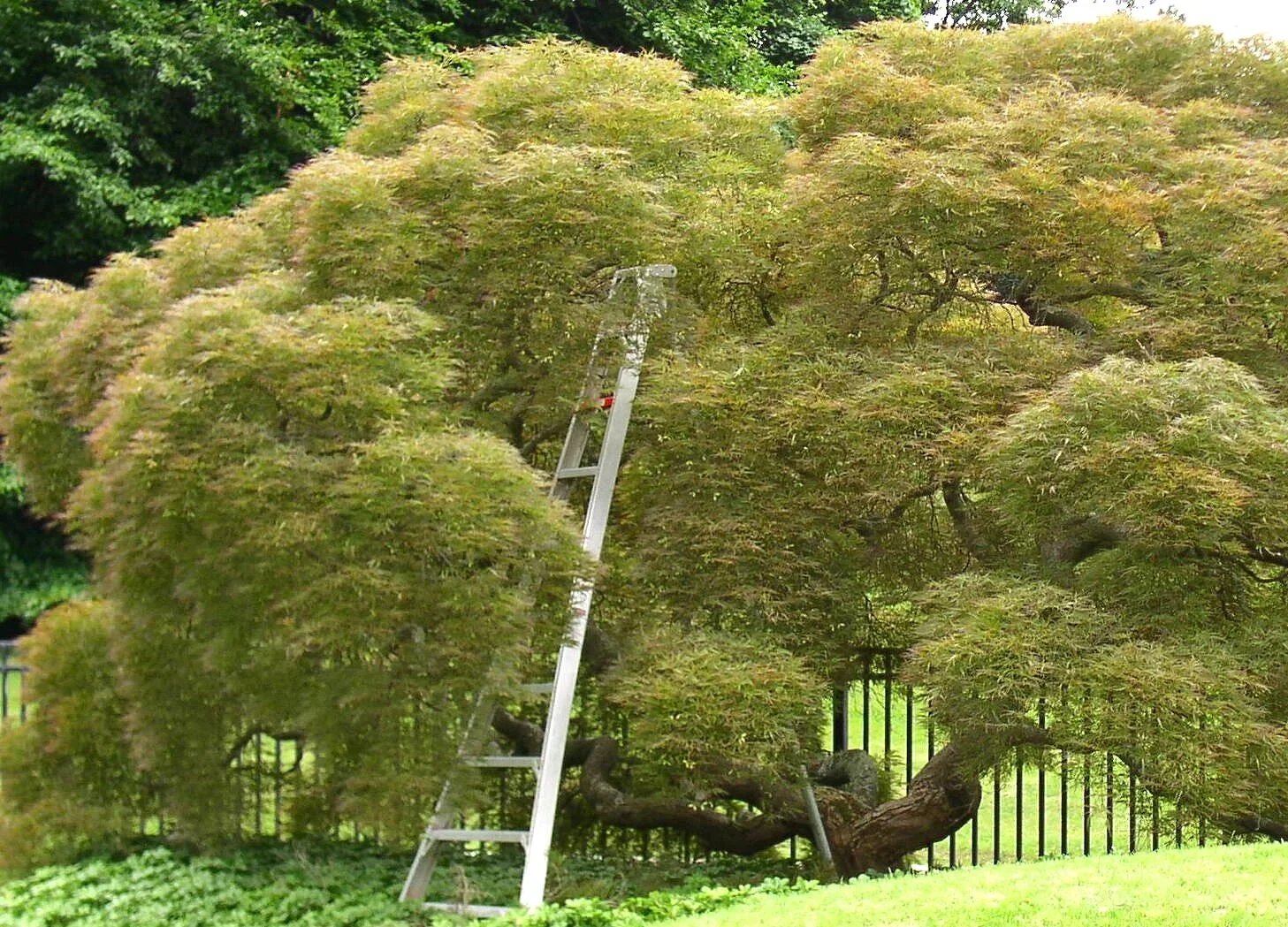 Aesthetic pruning of large mature Dissectum weeping maple 