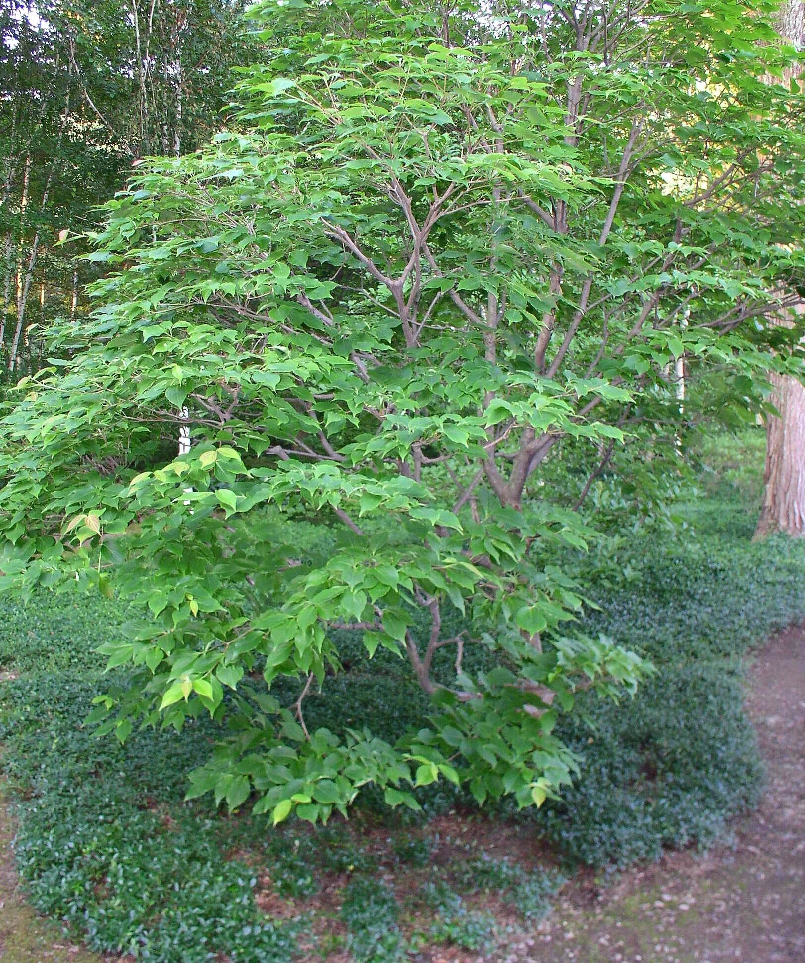 Aesthetic pruning of Kousa dogwood in Japanese stroll garden