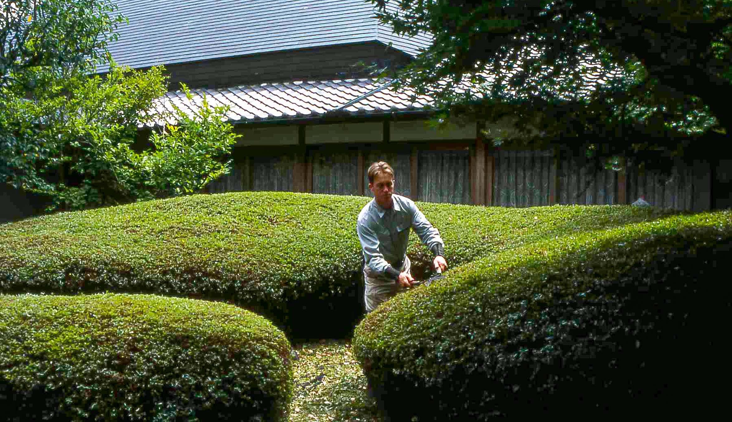 Shearing Okarikomi Azaleas in a Garden in Japan