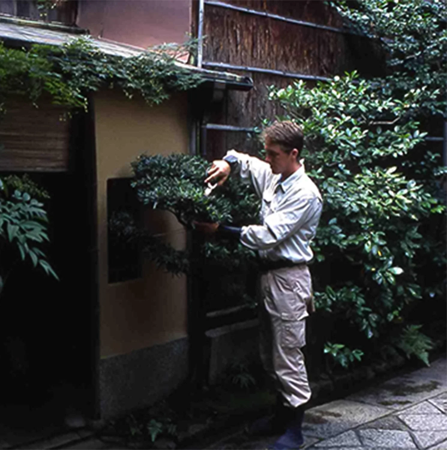 Podocarpus pruning in Japanese Inn garden