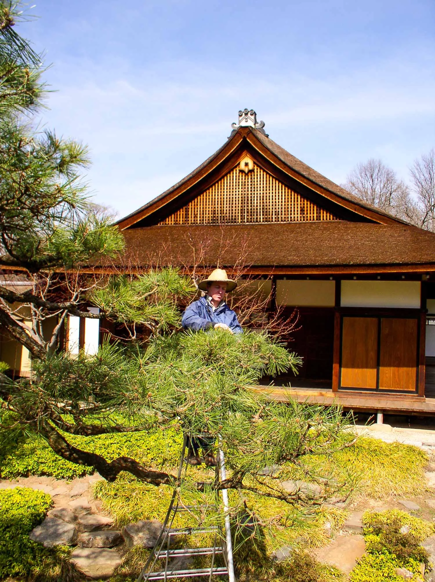 Black pine pruning in a public Japanese garden in Philadelphia