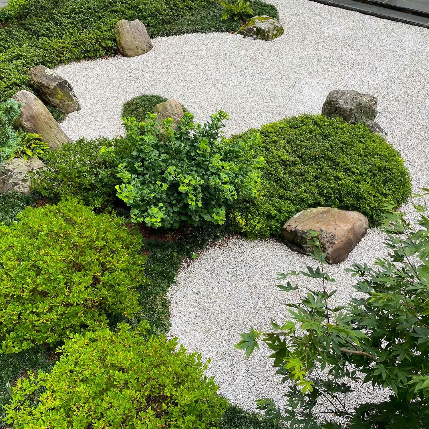 Japanese meditation rock garden with ground covers, azaleas, pines and Japanese maples