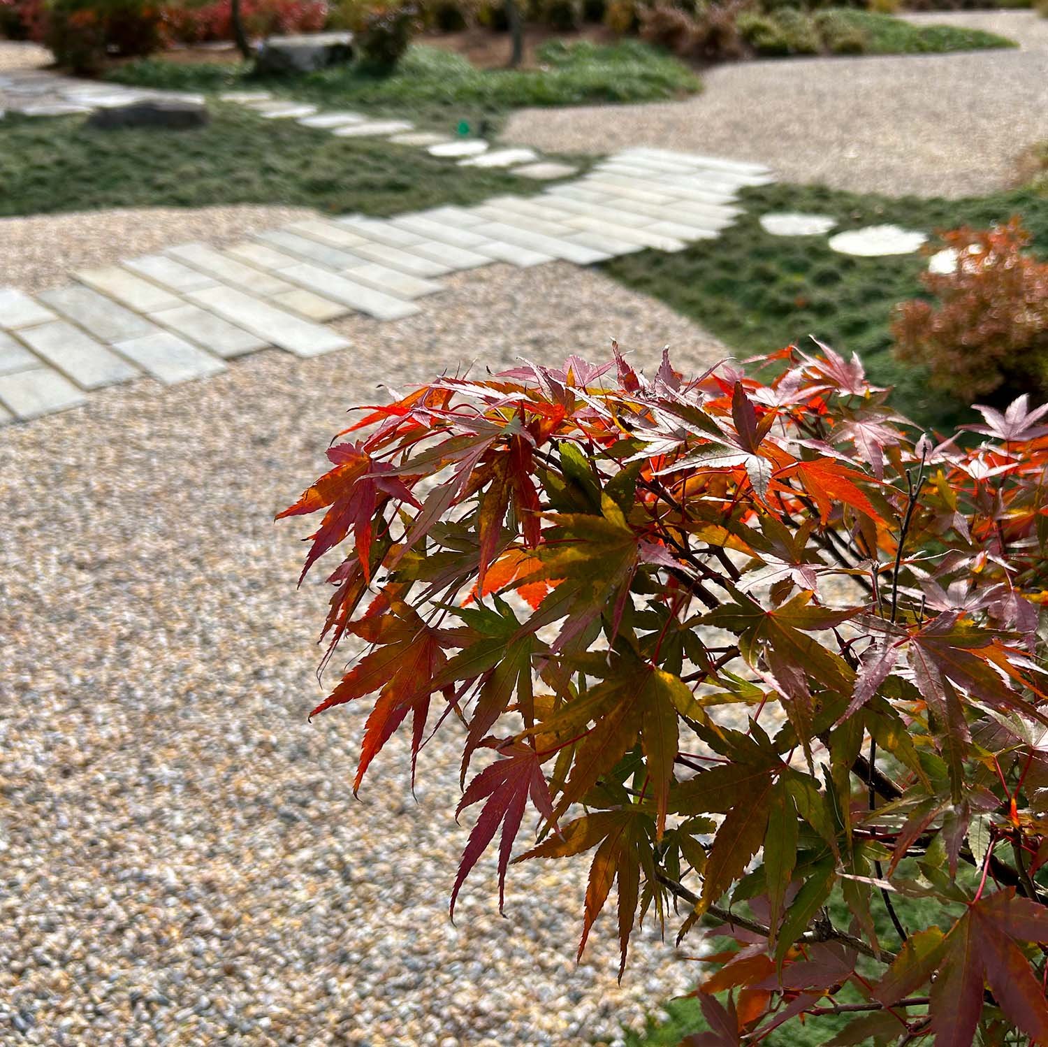 Japanese maple in a landscape with granite paving stone path in background