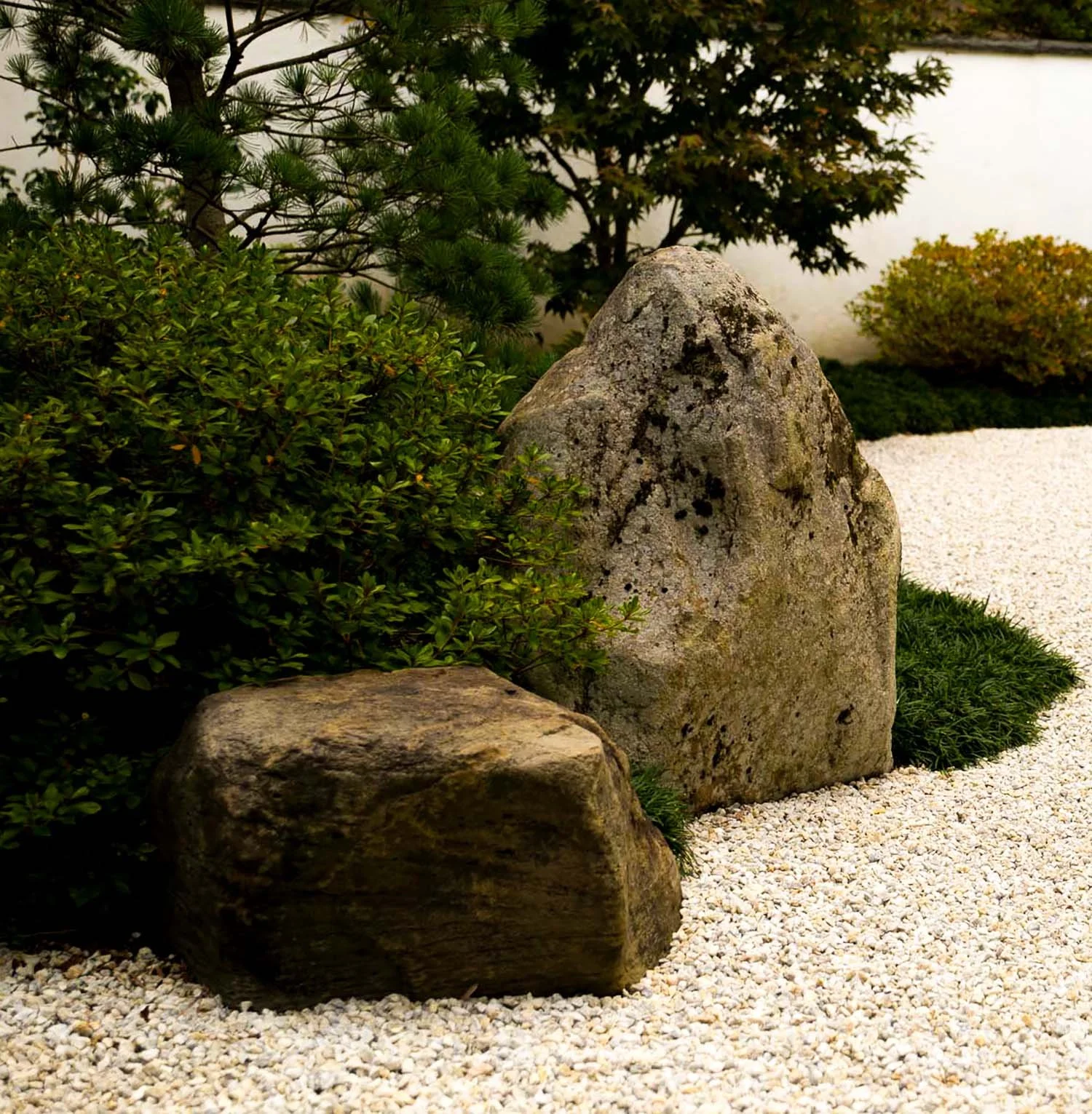 Contemplative Japanese rock garden with azaleas, Japanese white pine trees and Japanese maples