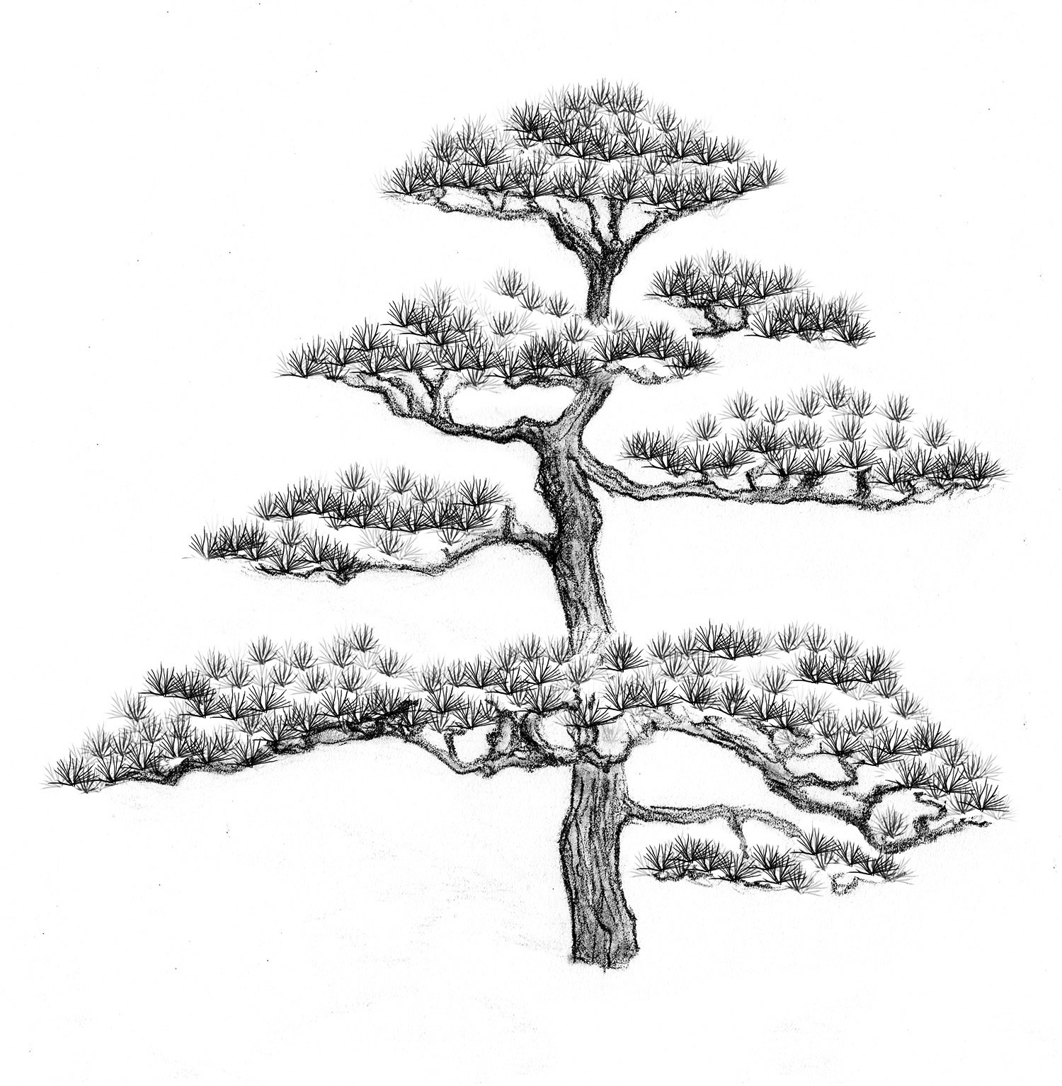 Specimen Japanese Black Pine tree