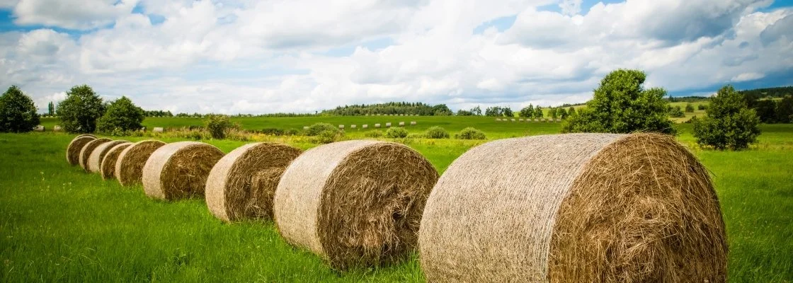 Row of large round hay bales on green grass field under cloudy sky, with trees and distant hills.