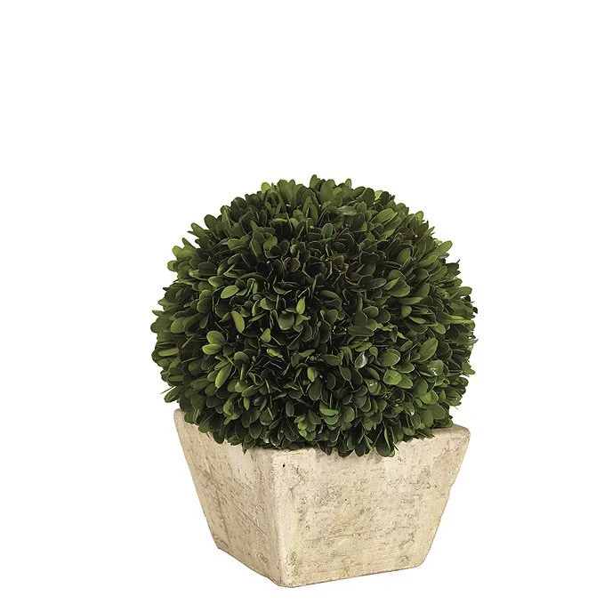 Plant Preserved Boxwood Topiary via Ballard.jpg