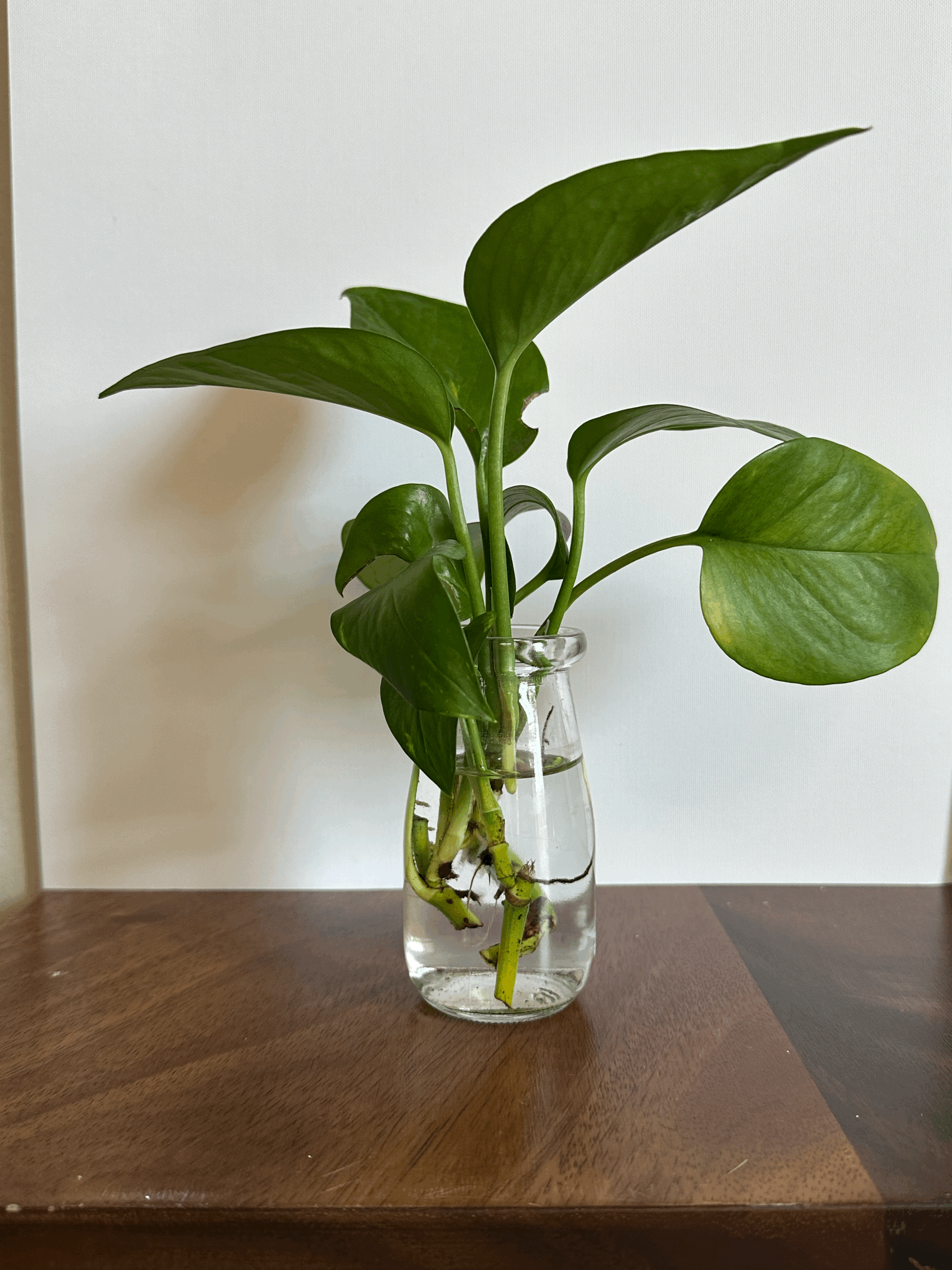 Vintage Bottle/Apothecary Jar