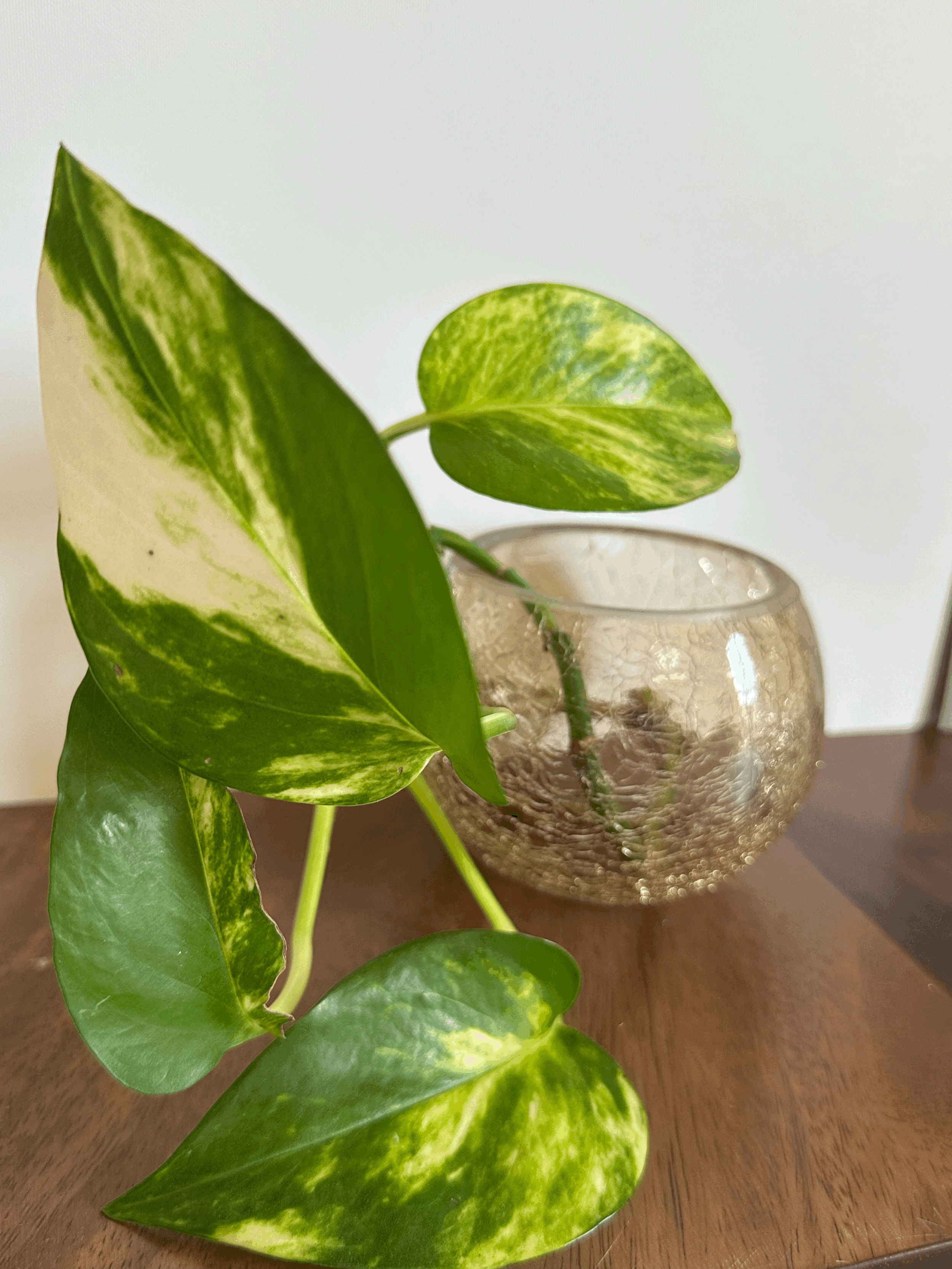 Golden Crackle Glass Bowl Vessel