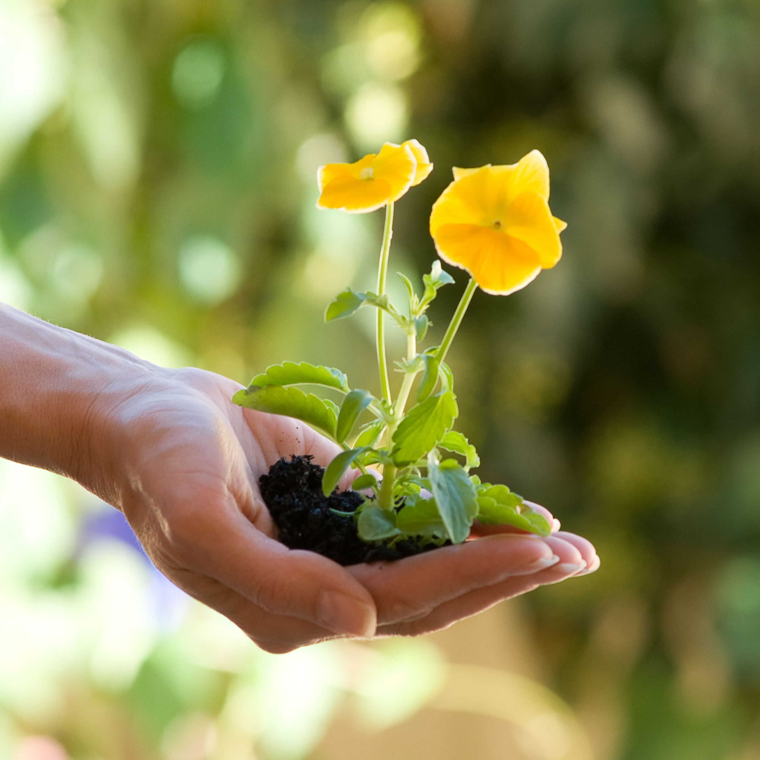 A person holds a plant to evoke the idea of giving to others in service