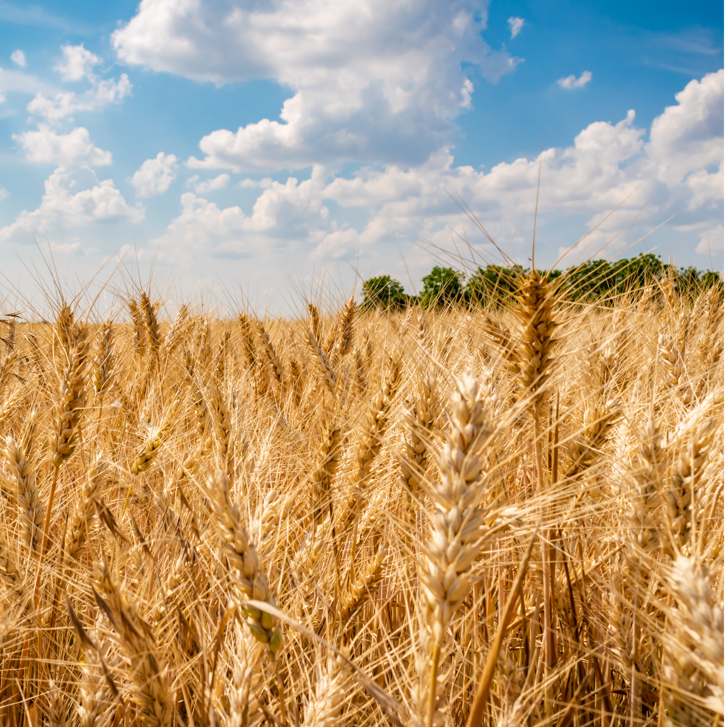 A field of mature wheat evokes imagery of God's holy day plan for the salvation of mankind