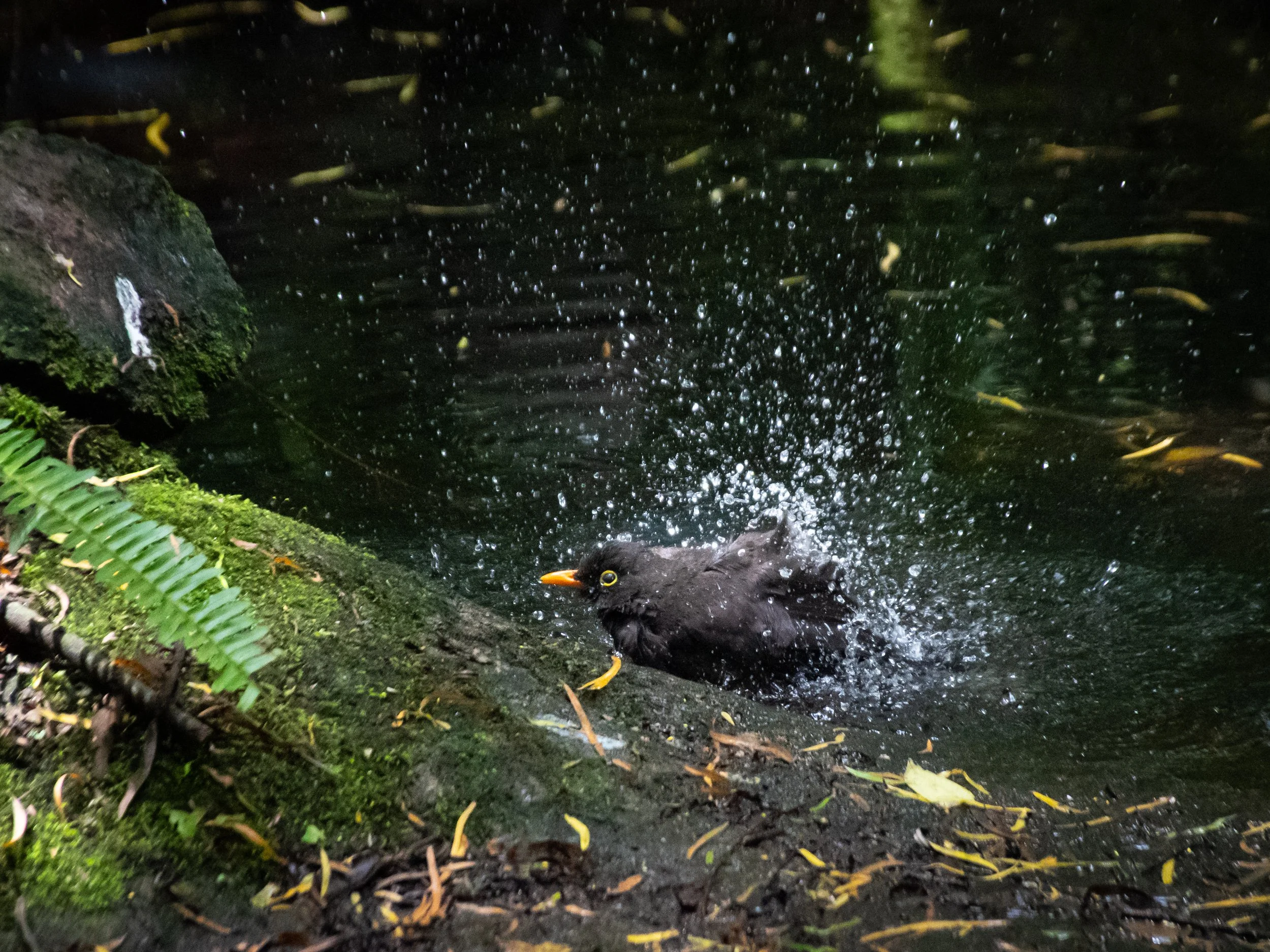 A black bird with yellow eyes and orange beak is swimming in dark water with ripples, surrounded by green moss and ferns.
