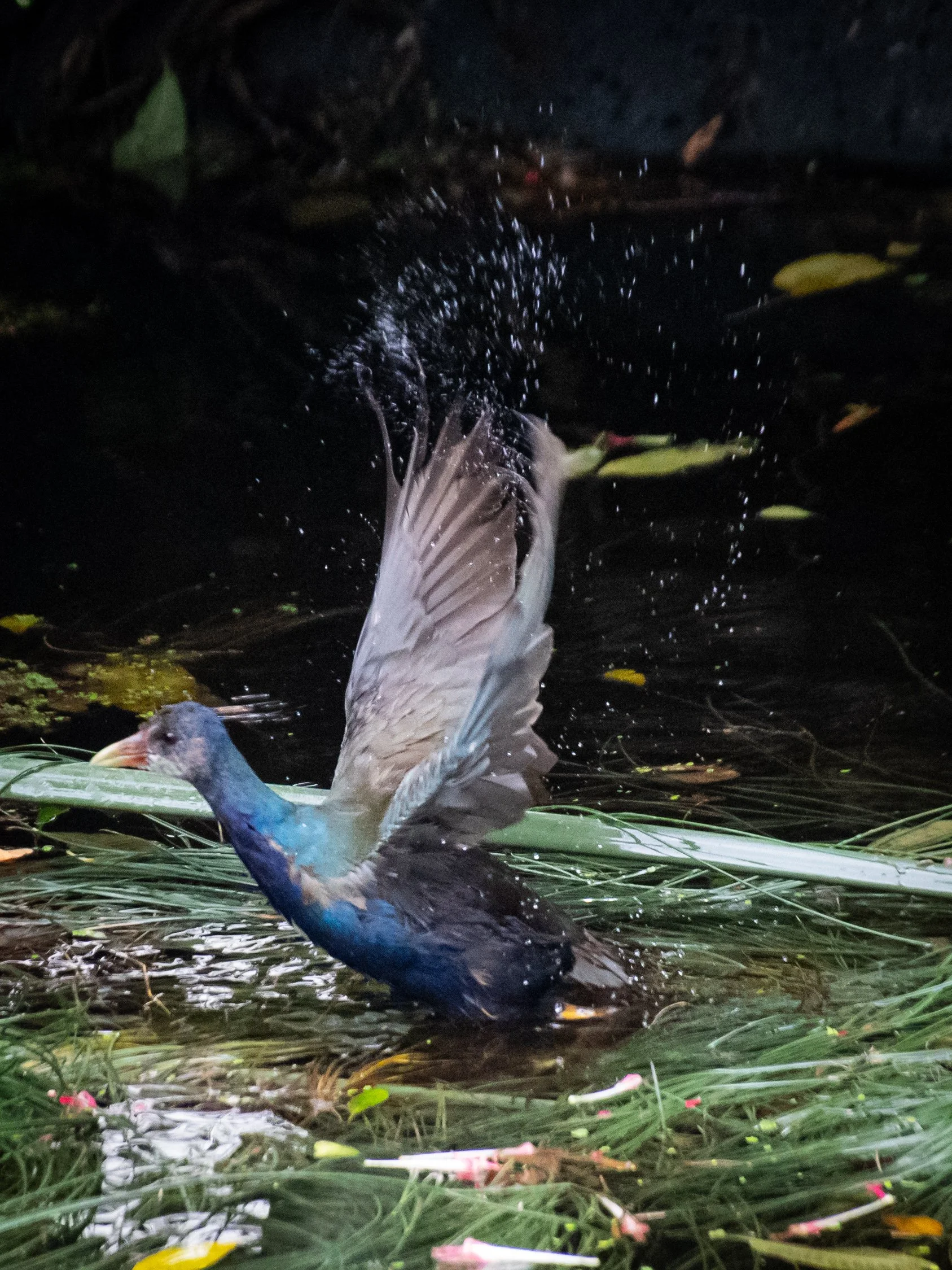 A bird with a dark head and light body standing in a water habitat surrounded by green plants and floating flower petals.
