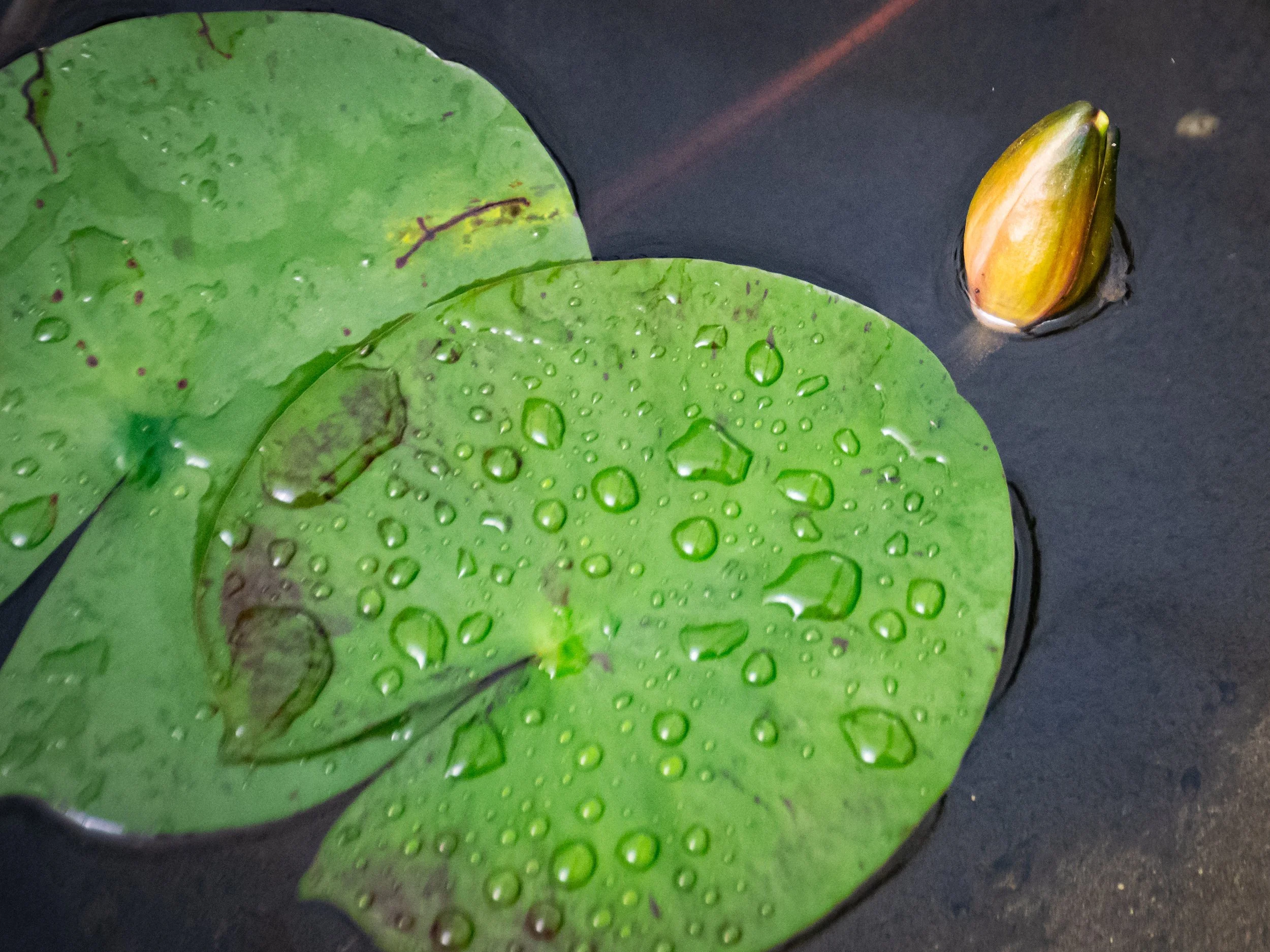 Close-up of green lily pads with water droplets on a dark water surface, one lily pad partially visible on the right.
