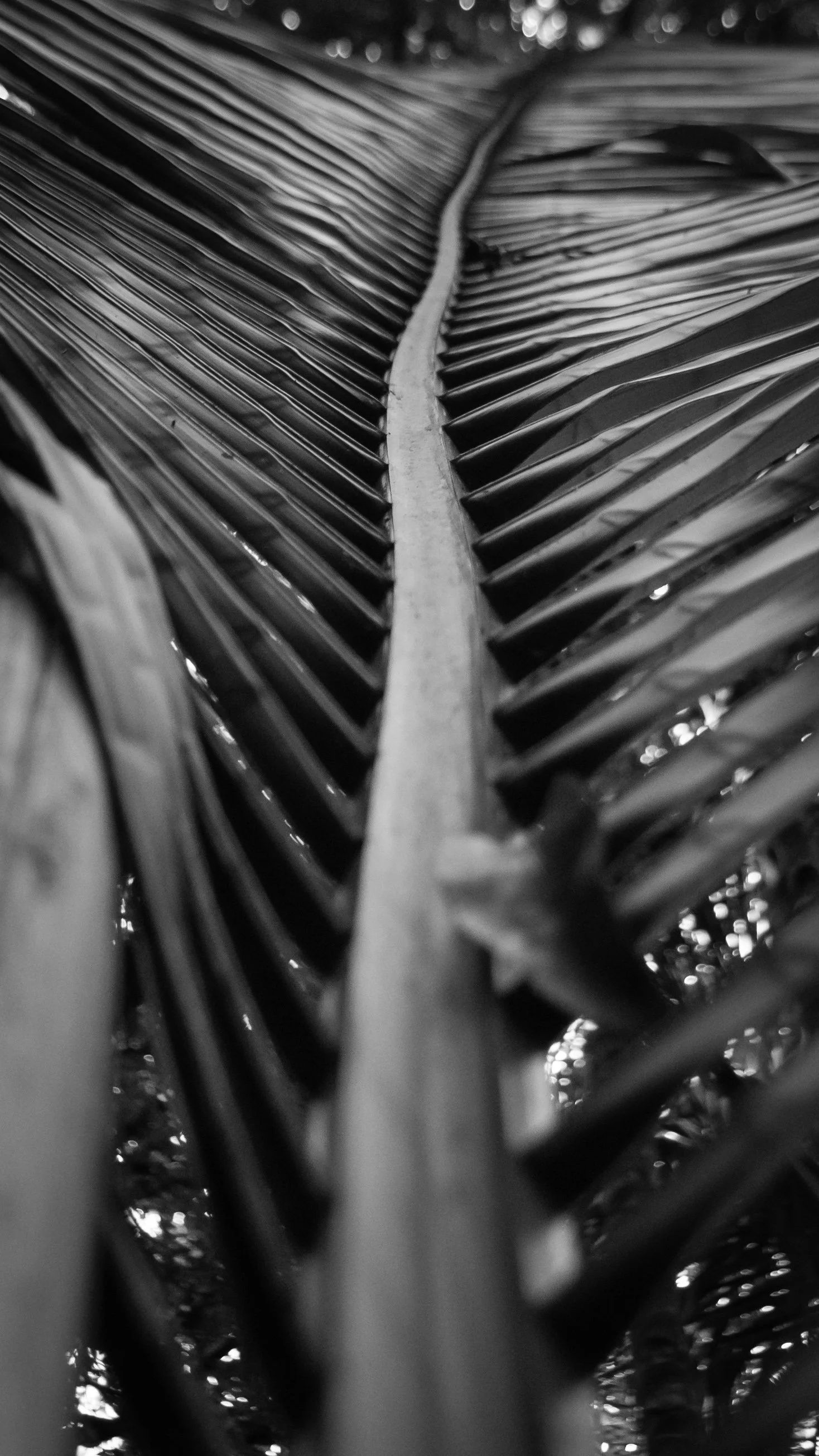 Close-up black-and-white photo of a palm leaf's central stem with fronds extending outward, taken from below up, creating a symmetrical pattern.