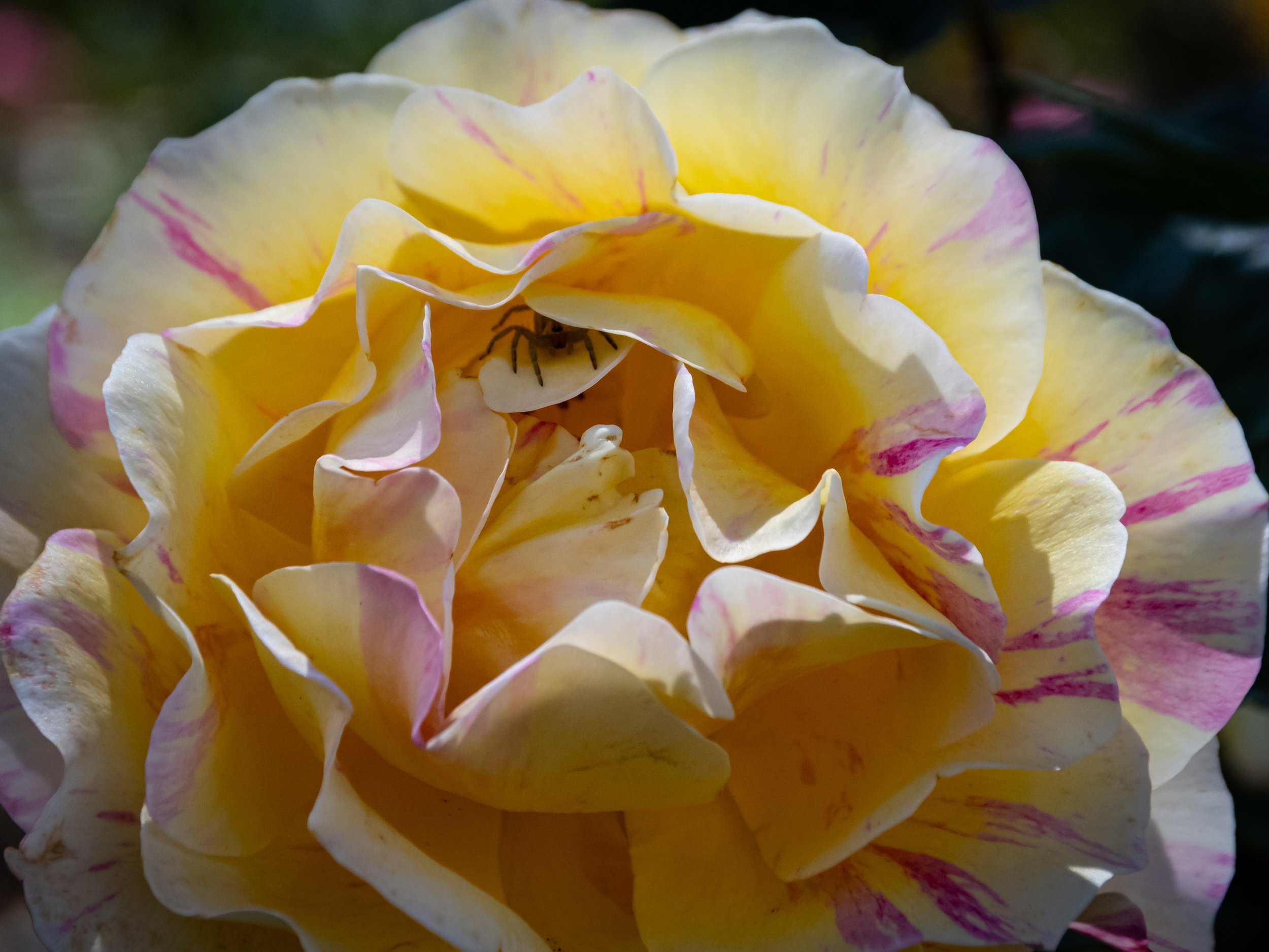 Close-up of a yellow and pink-striped rose with a spider underneath the petals.