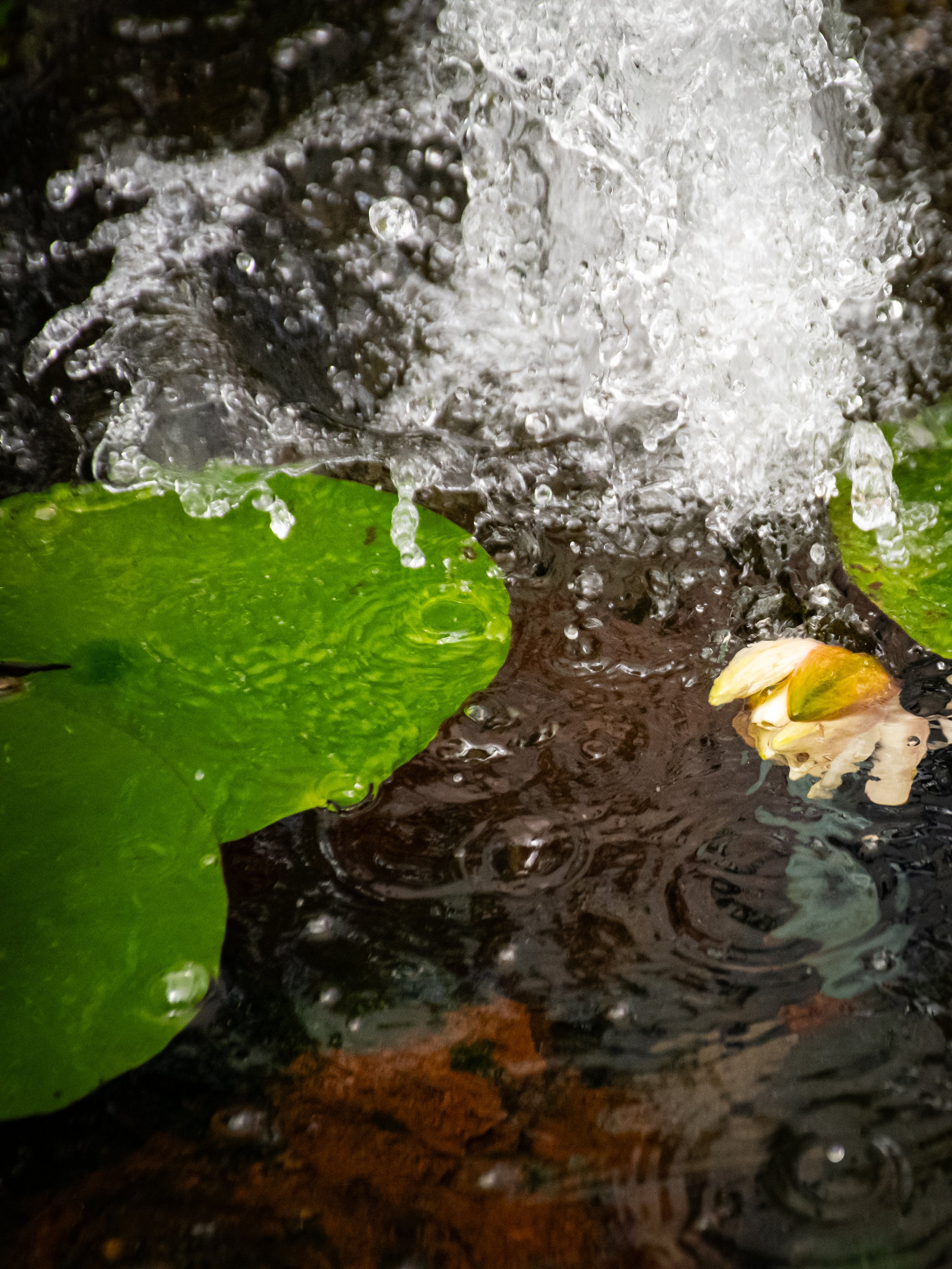 Close-up of a stream or pond with water splashing, a green lily pad on the left side, and a yellow and white flower on the right side, with orange and dark water underneath.