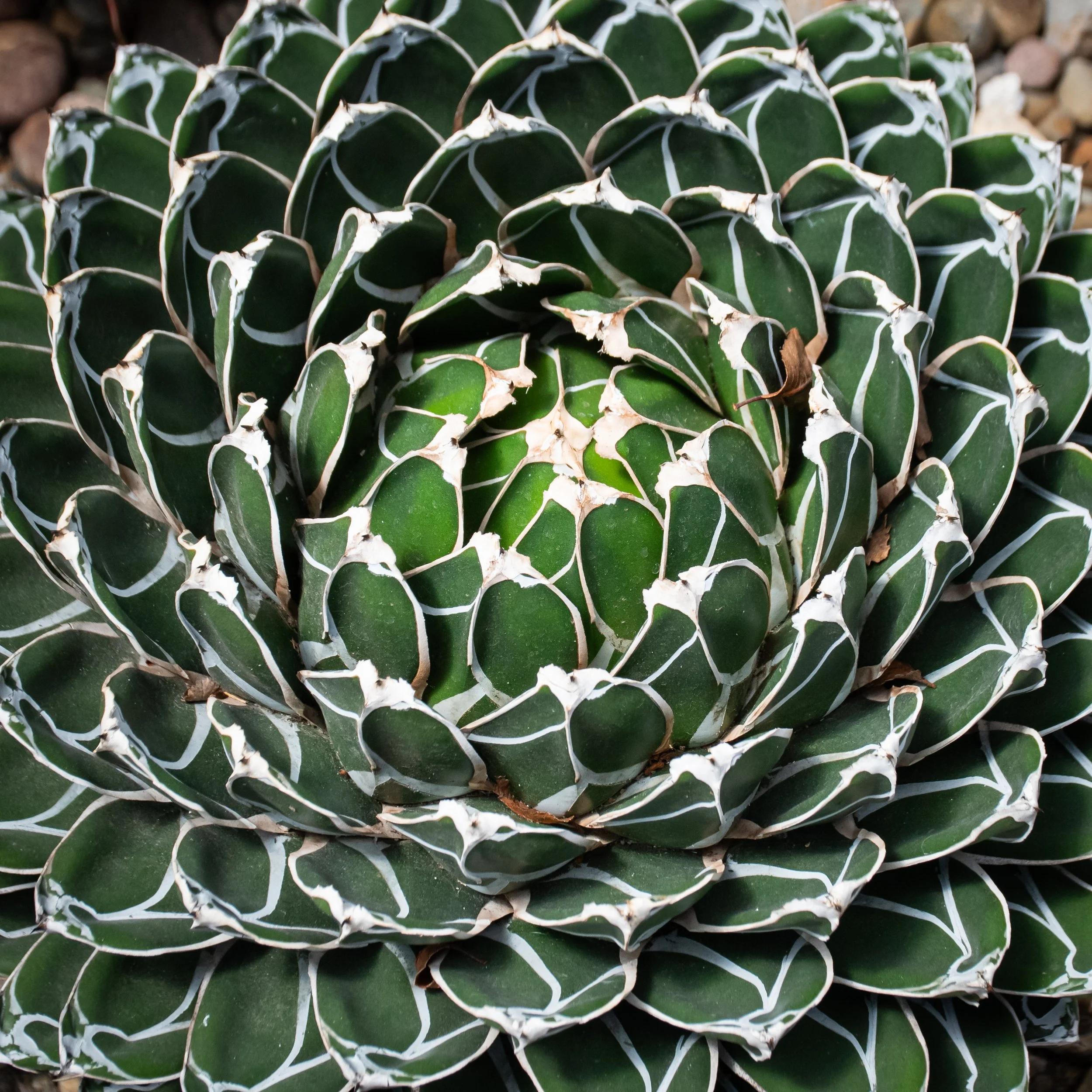 Close-up of a green succulent plant with white-edged, thick, and fleshy leaves arranged in rosette formation.