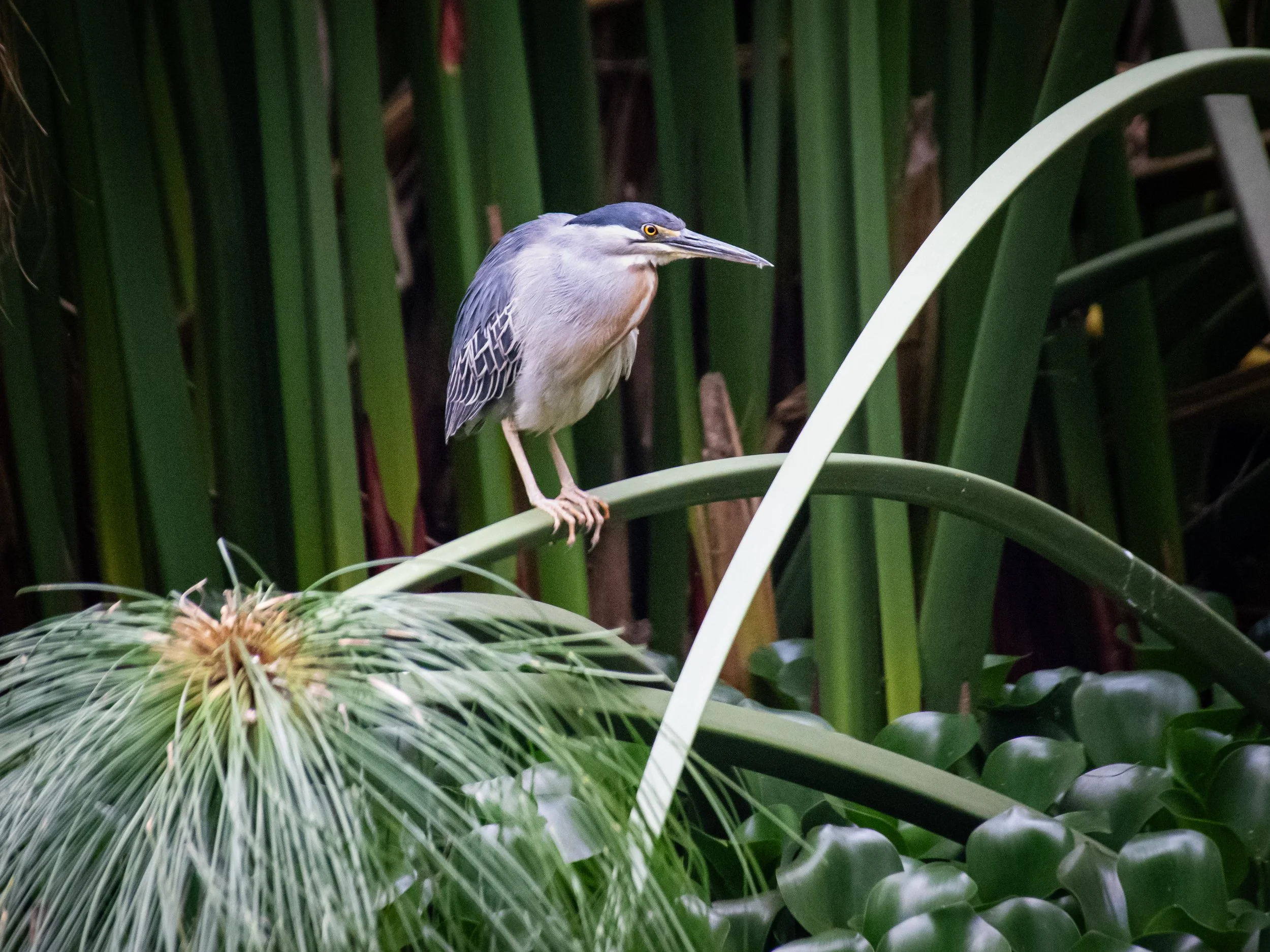 A heron perched on a curved green plant stem amidst lush green foliage and tall plants in a natural environment.