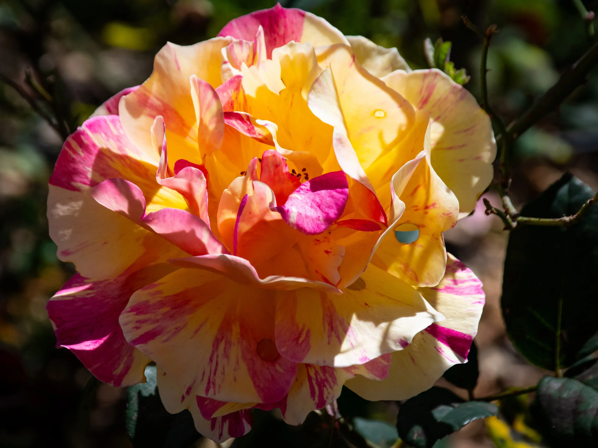 Close-up of a multicolored rose with yellow, pink, and cream petals, illuminated by sunlight with a dark background.