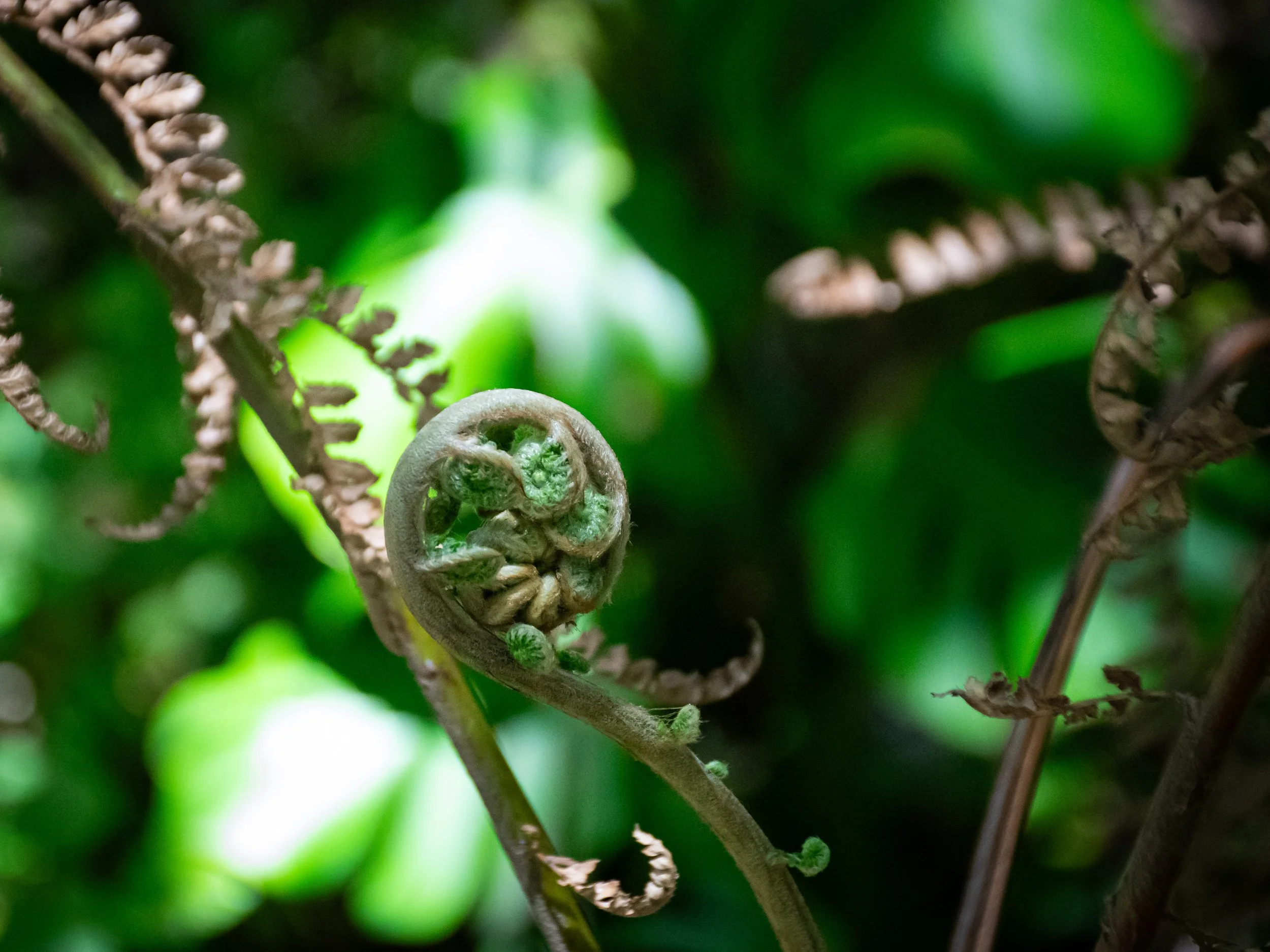 Close-up of coiled fern fiddleheads with green and brown hues, blurred green background.