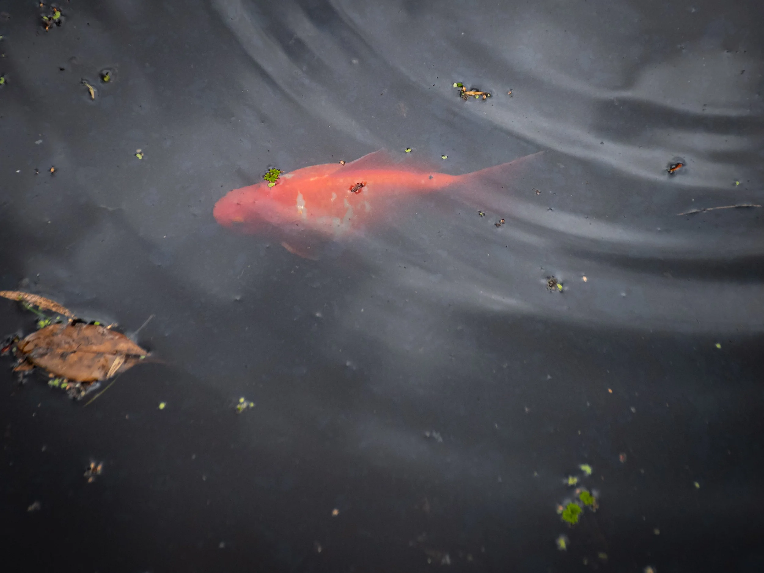 A fish swimming in dark water with small plants and debris floating around.