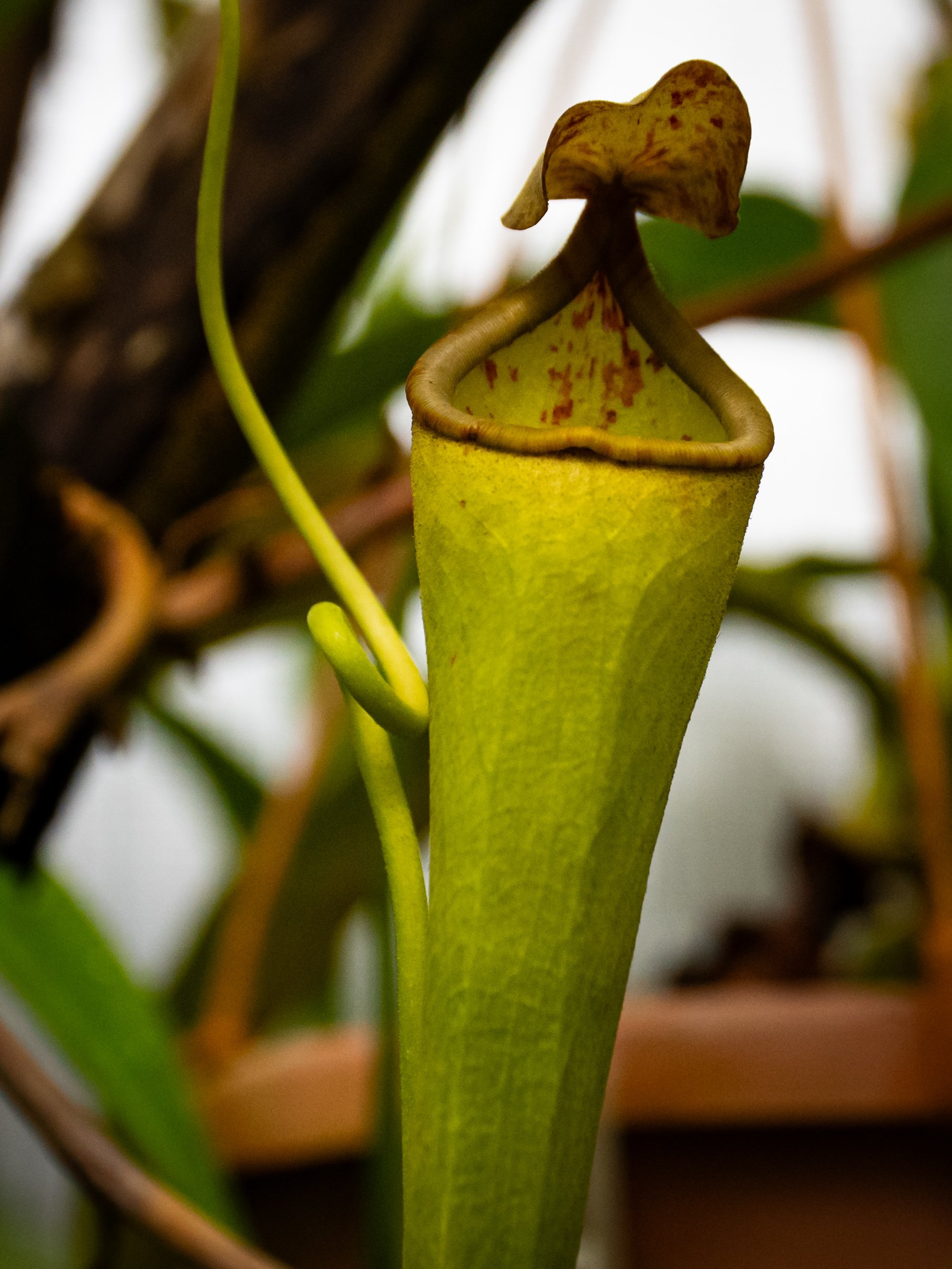 Close-up of a pitcher plant with a yellow-green tubular trap and a brown, speckled lid.