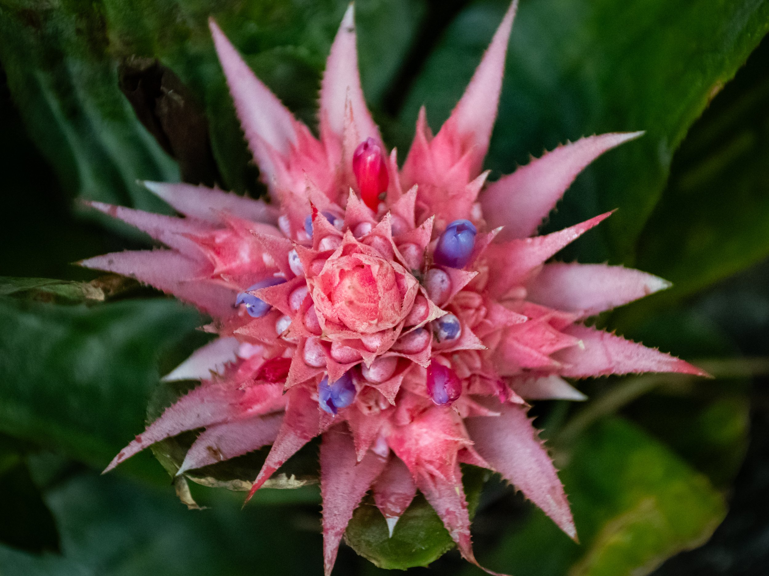 Close-up of a pink pineapple flower with green leaves in the background.